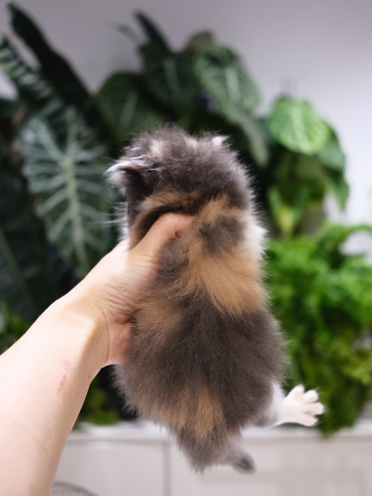 Molly（蓝三花）  照片 3