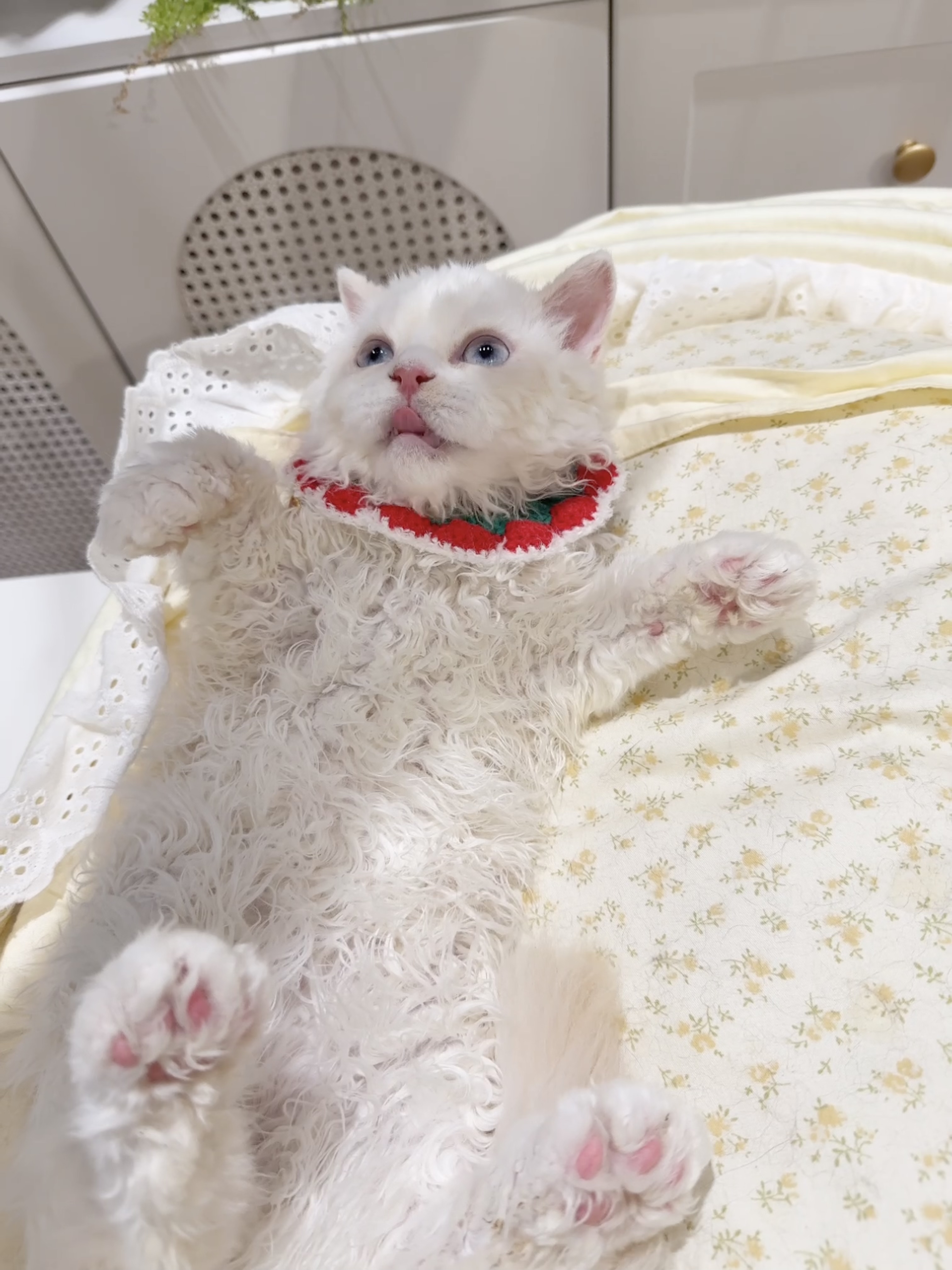 佑佑（火焰色/红重点加白） 照片 1