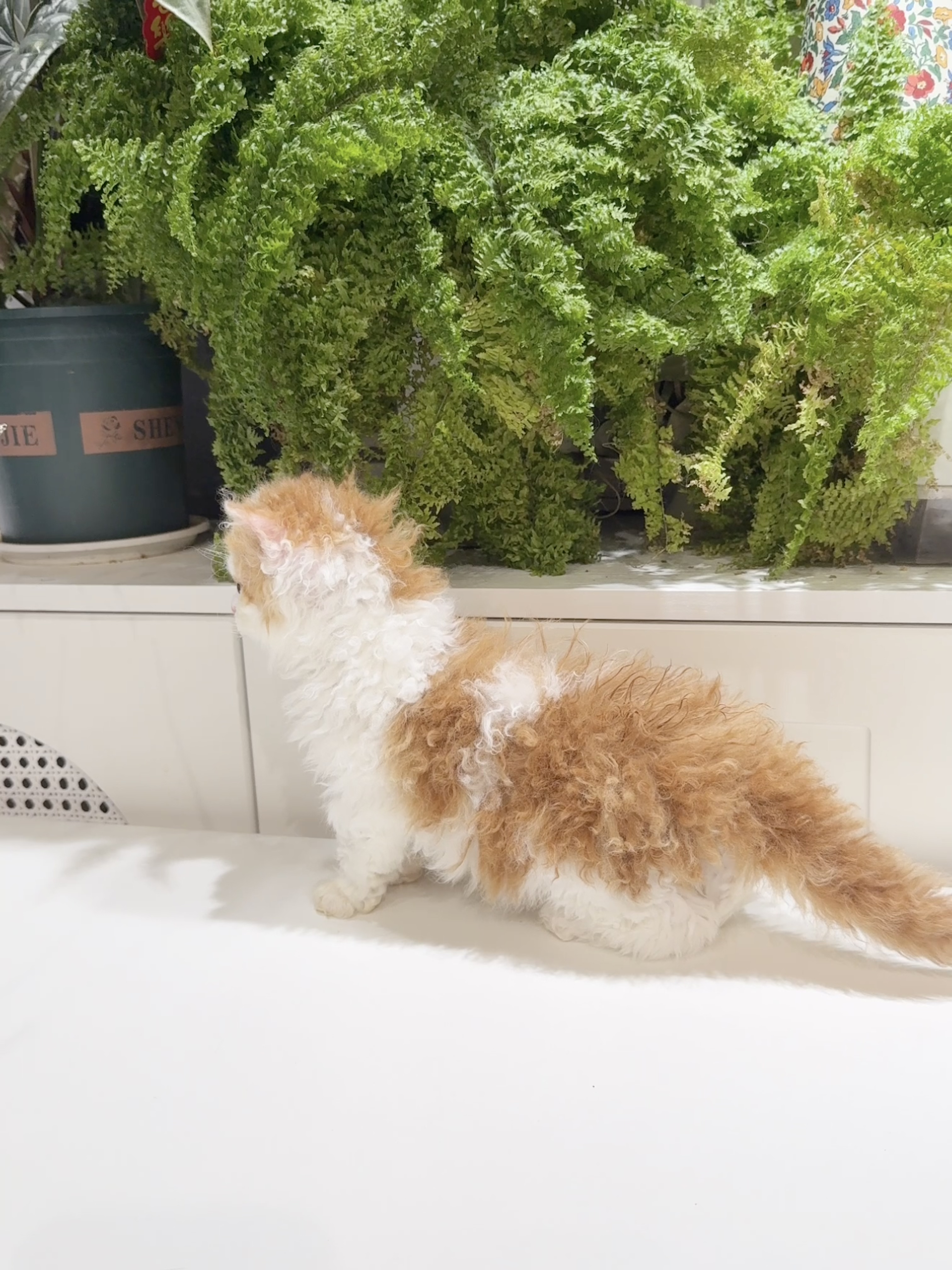 发糕（红白） 照片 2