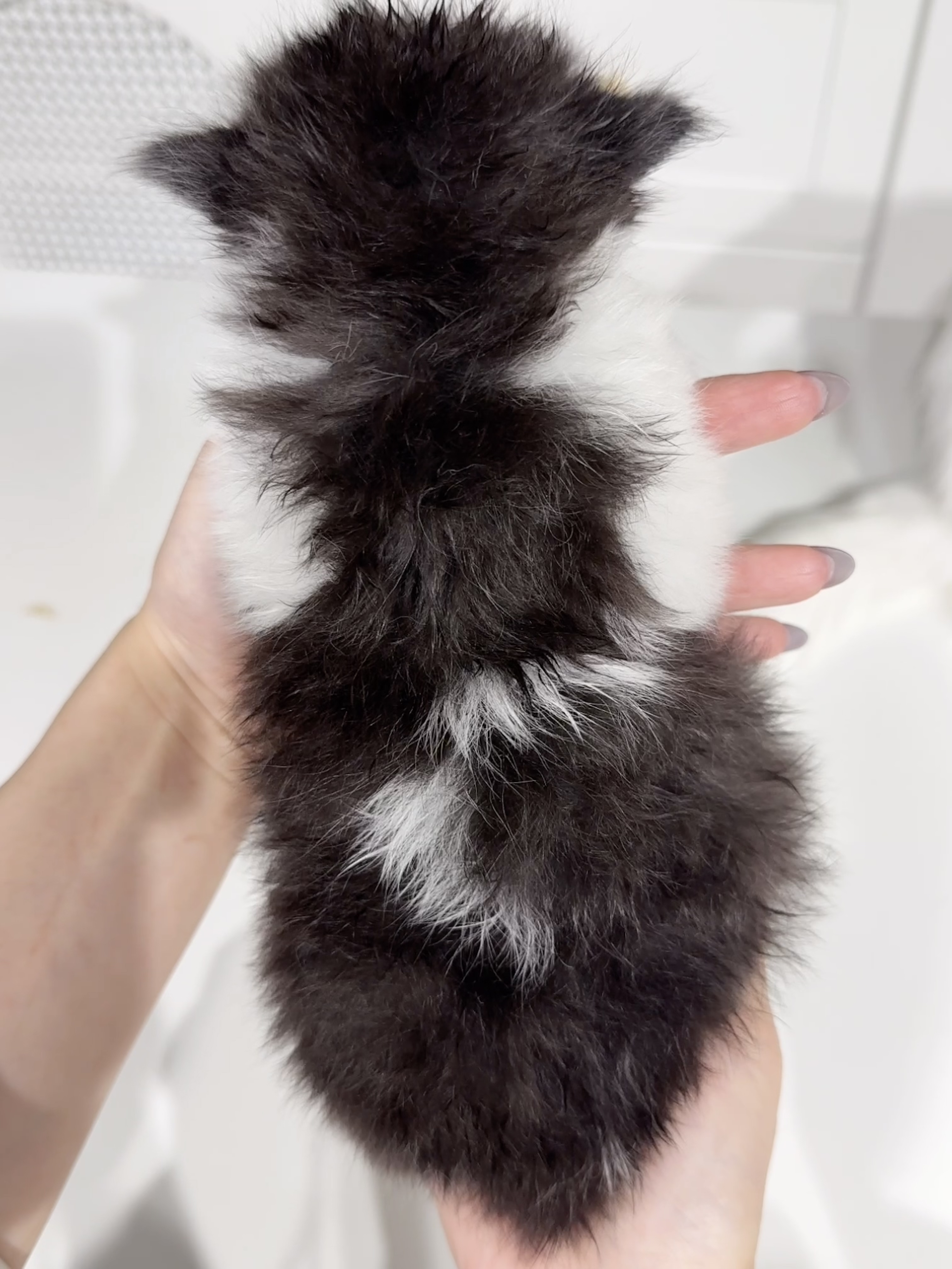 狗剩（黑白） 照片 3