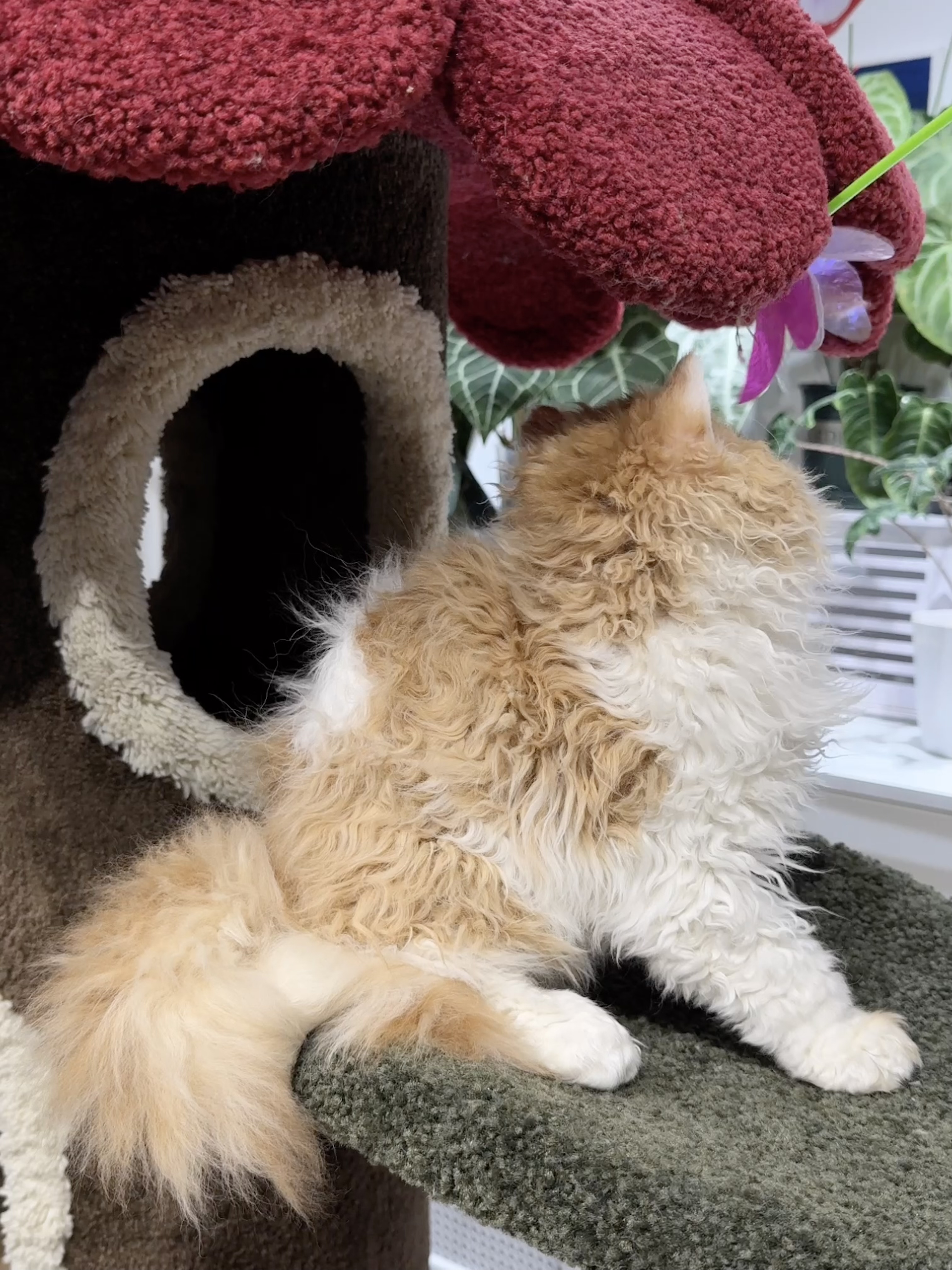 龙傲天（红白） 照片 5