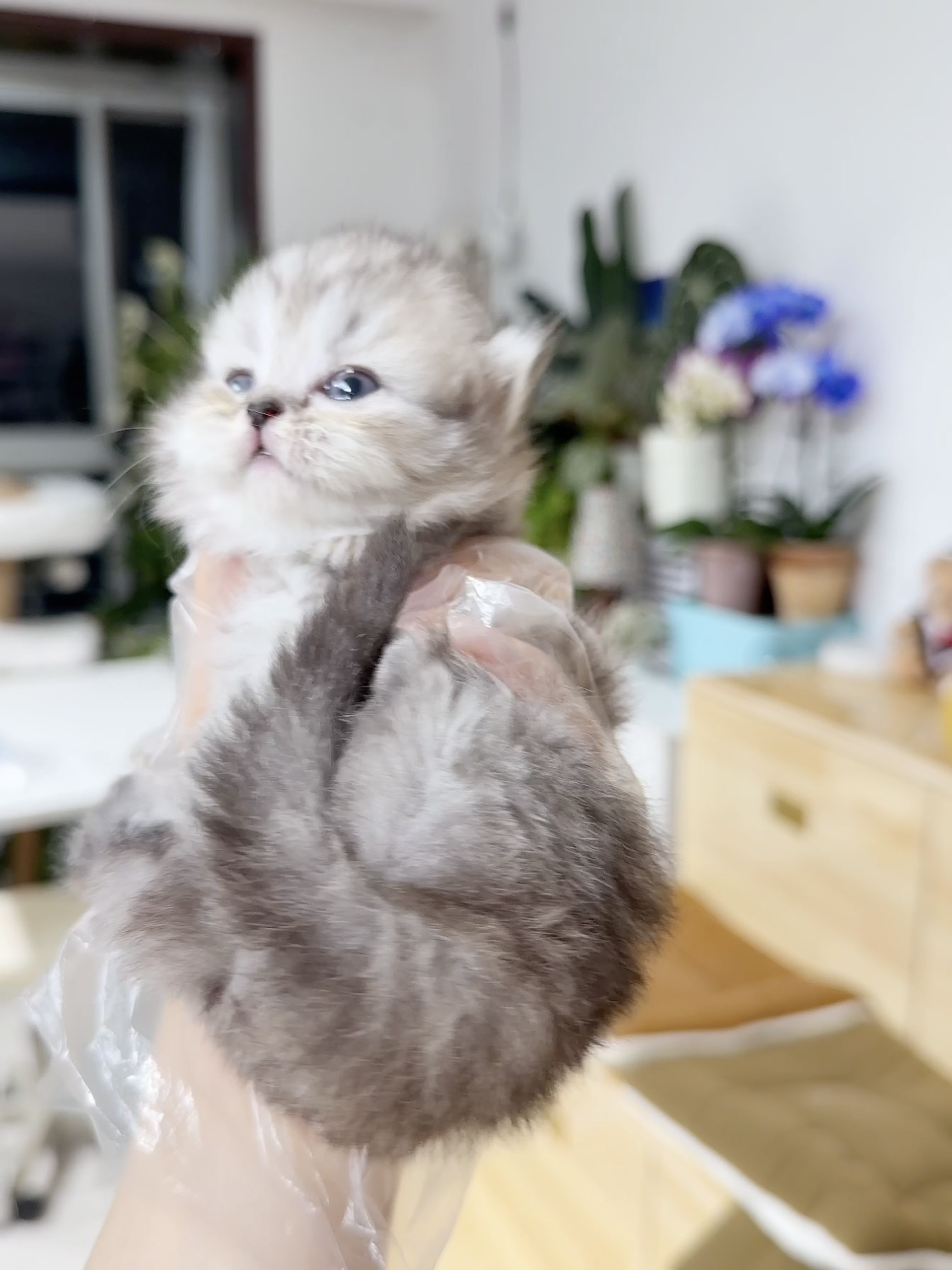 Nini （银色米努特） 照片 6