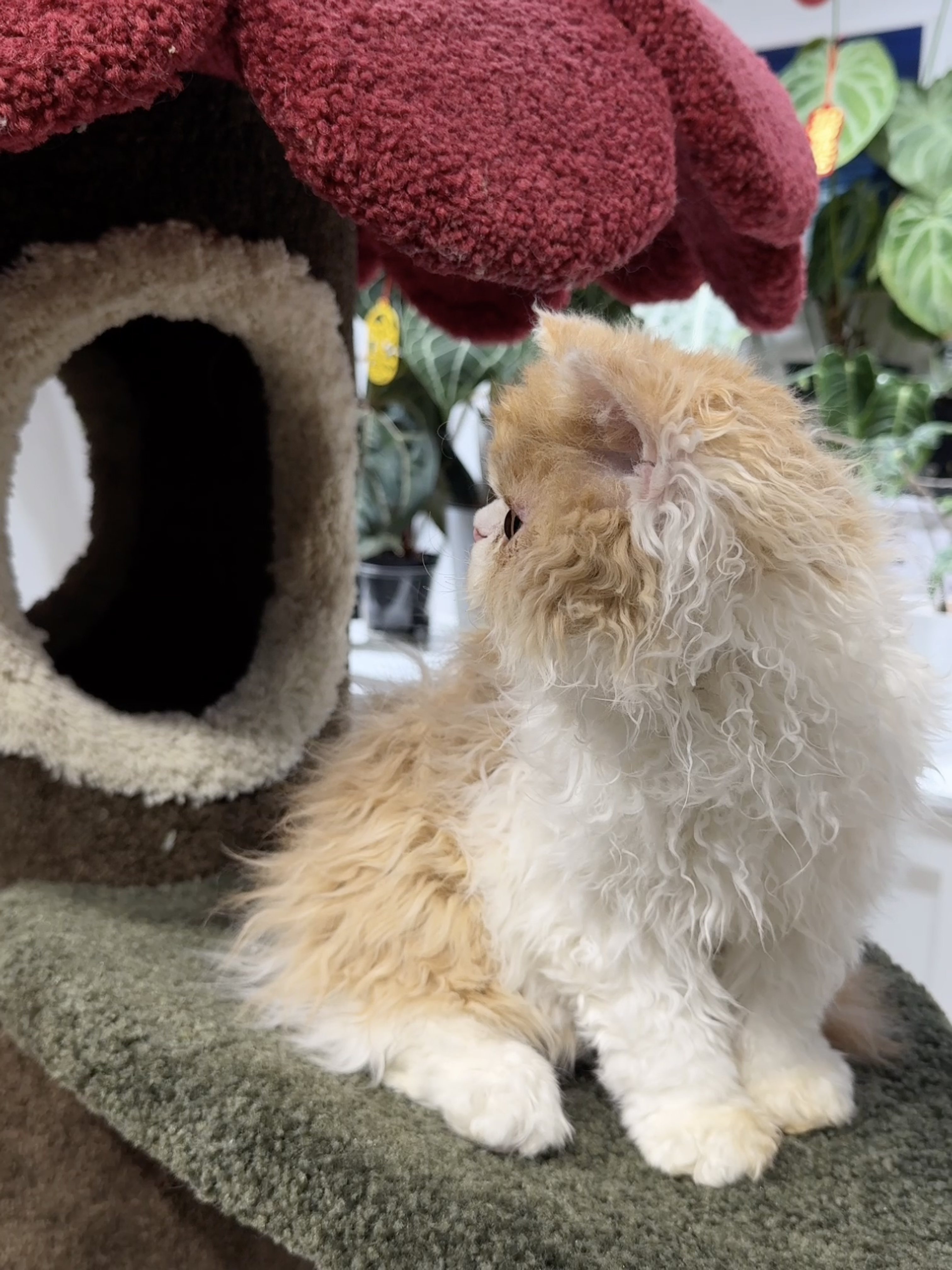 龙傲天（红白） 照片 6