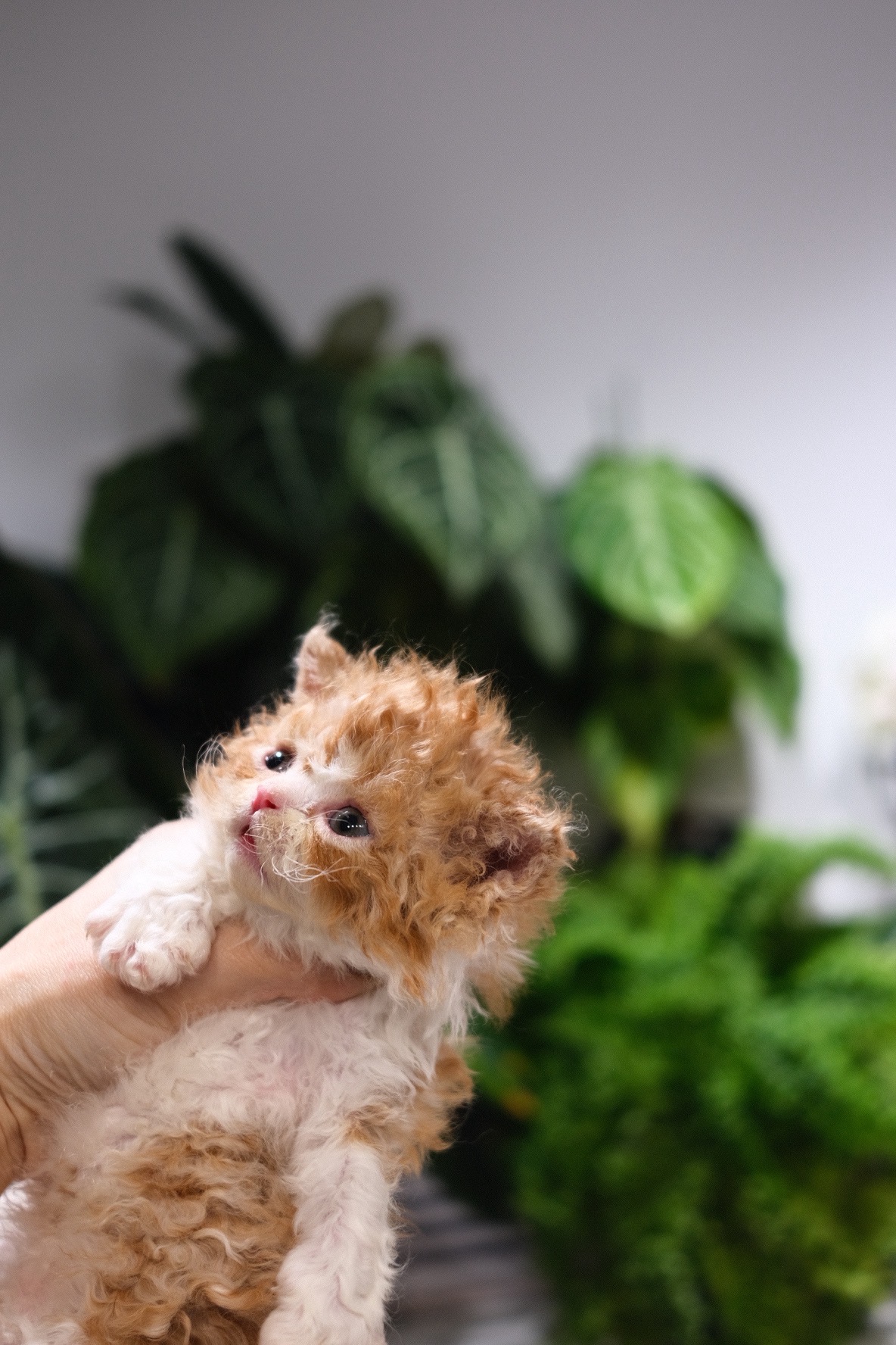 Hachi(红白) 照片 2