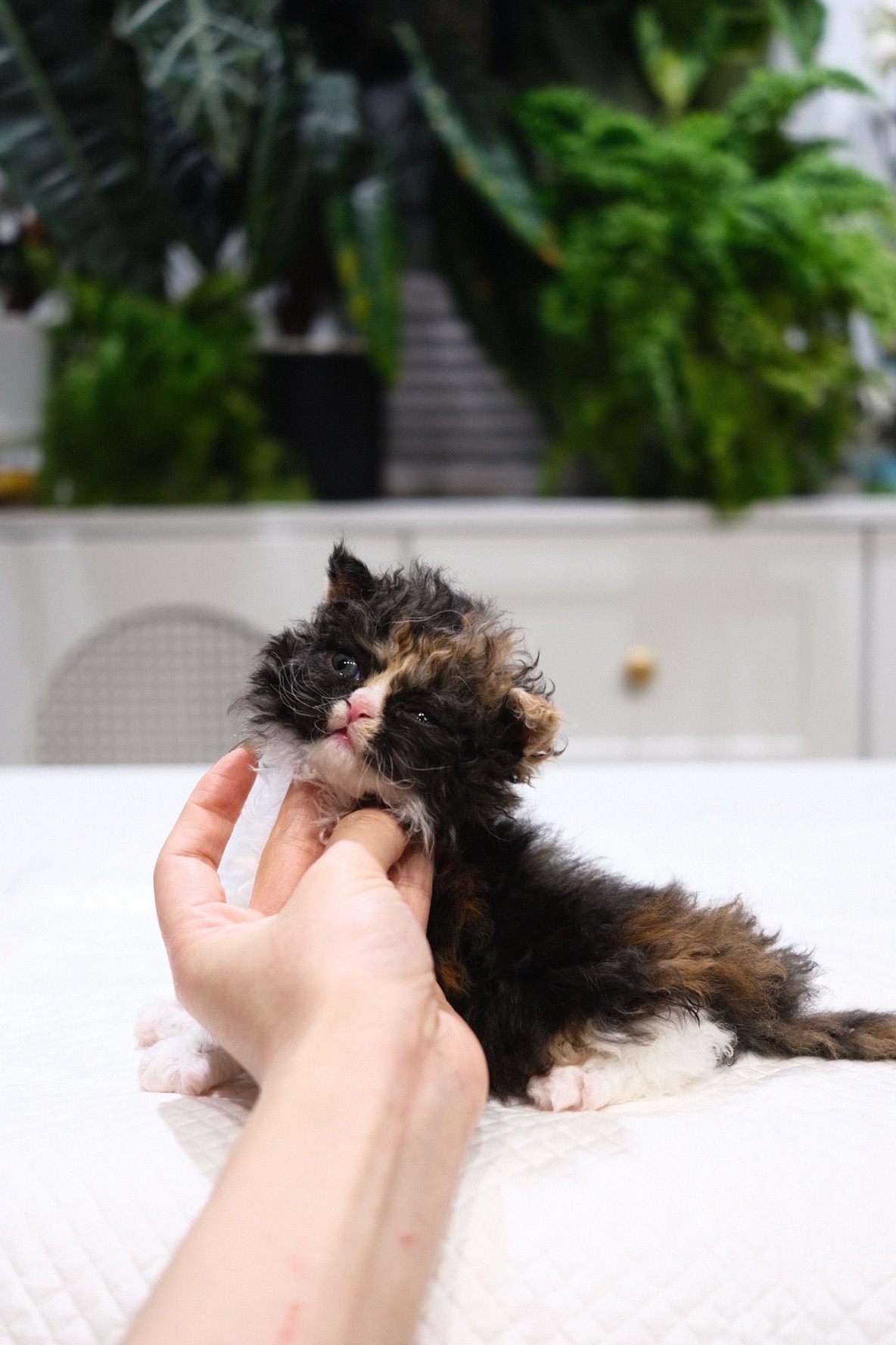 Mochi（黑三花） 照片 2