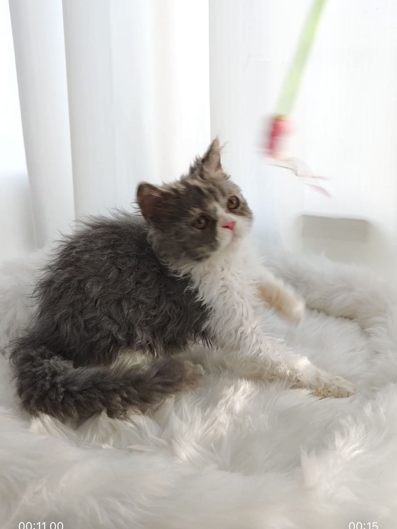 盐盐（蓝白） 照片 8