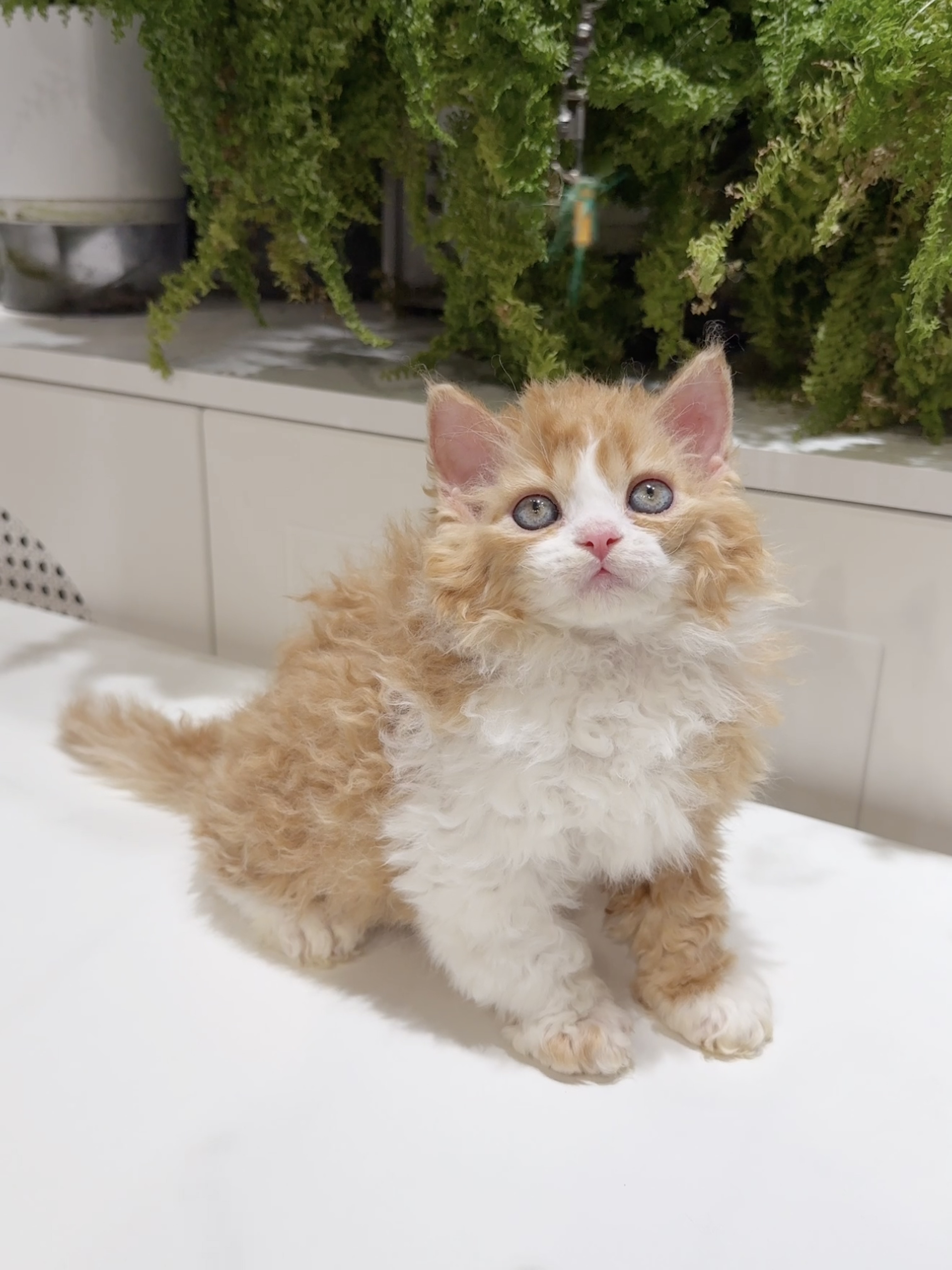 芬达（红白） 照片 3