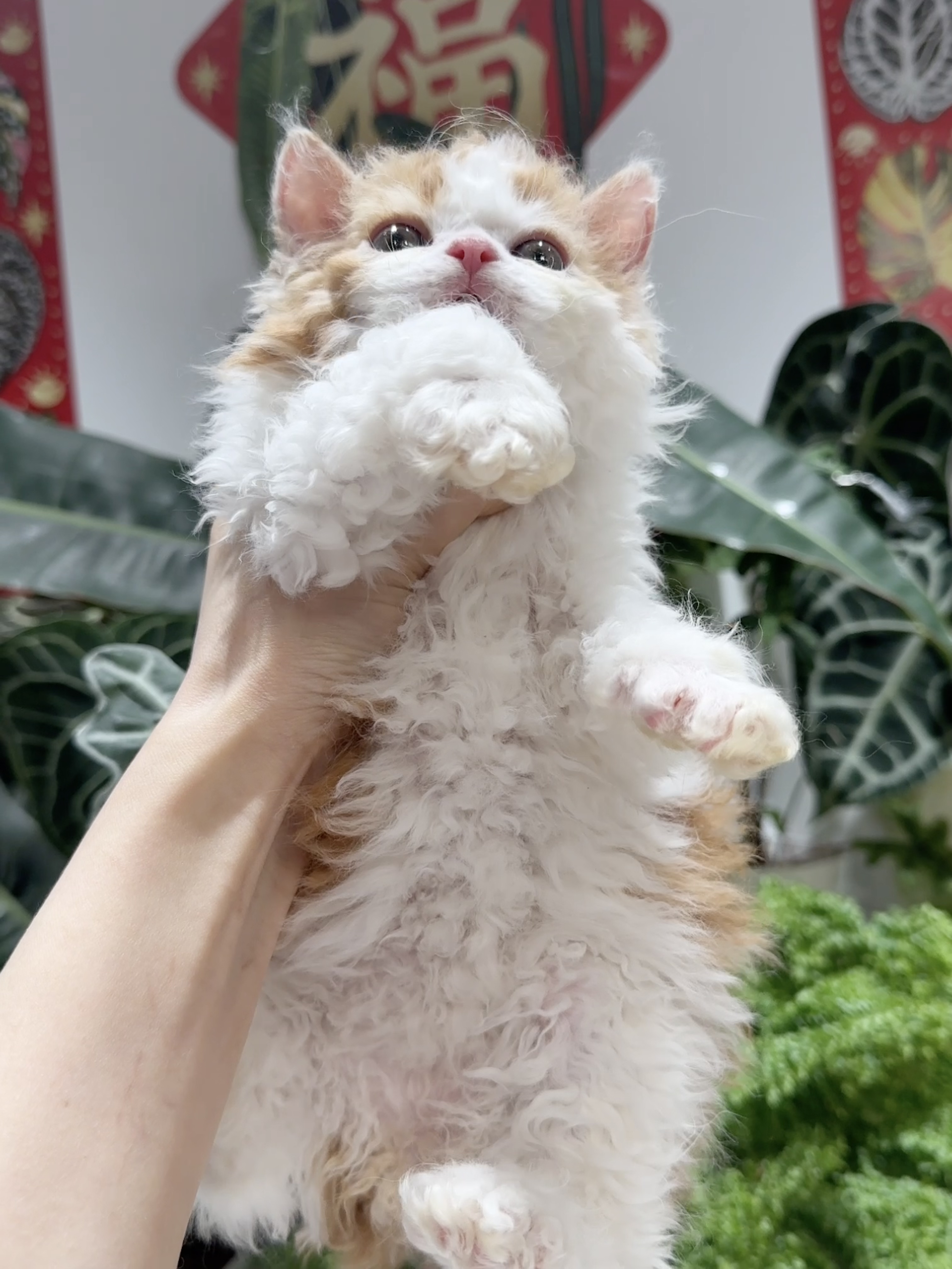 发糕（红白） 照片 4