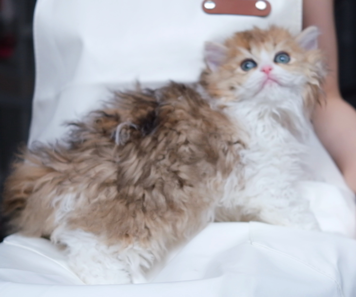 元宝（金加白） 照片 4