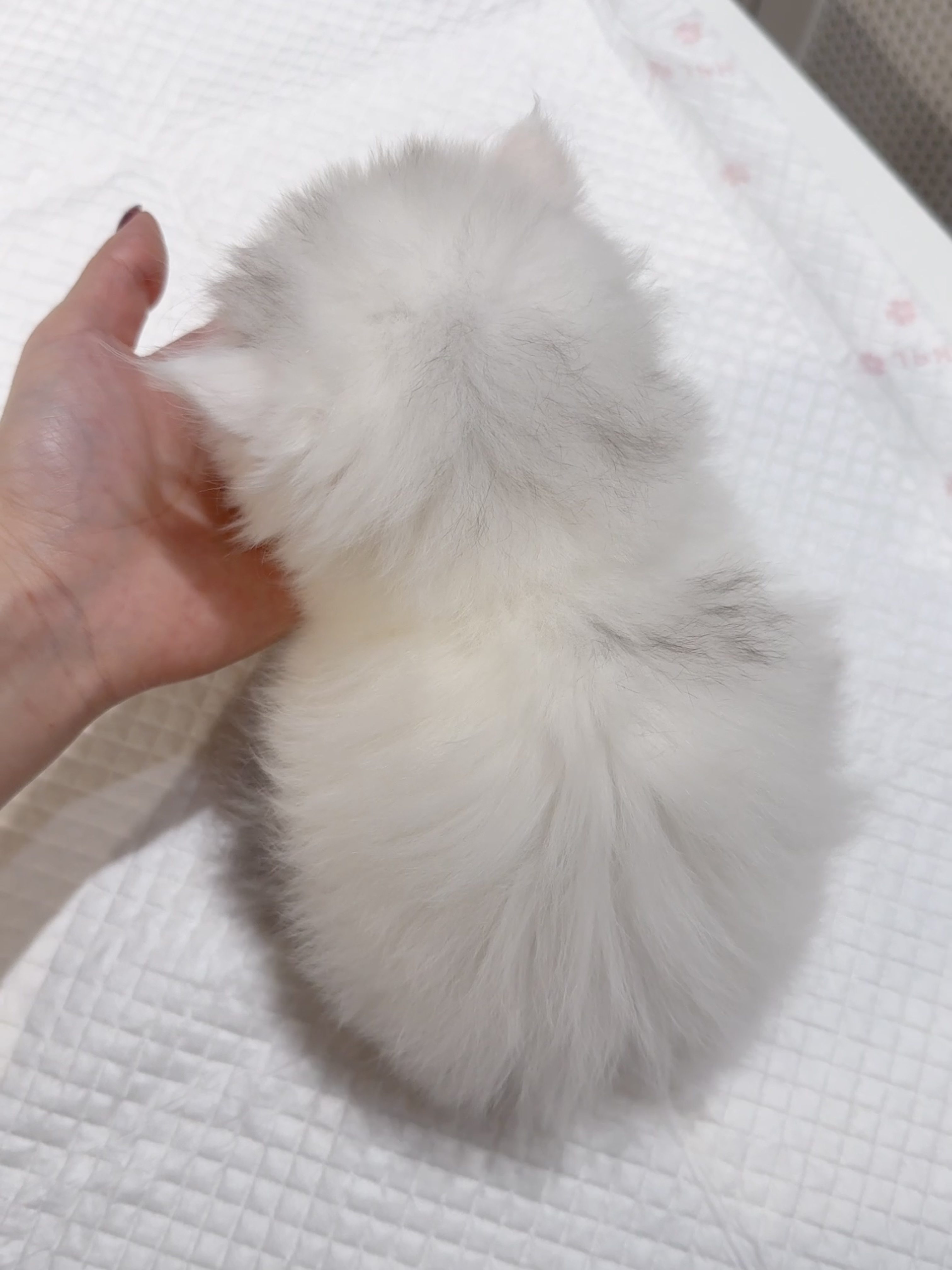 Kiri （银三花） 照片 5