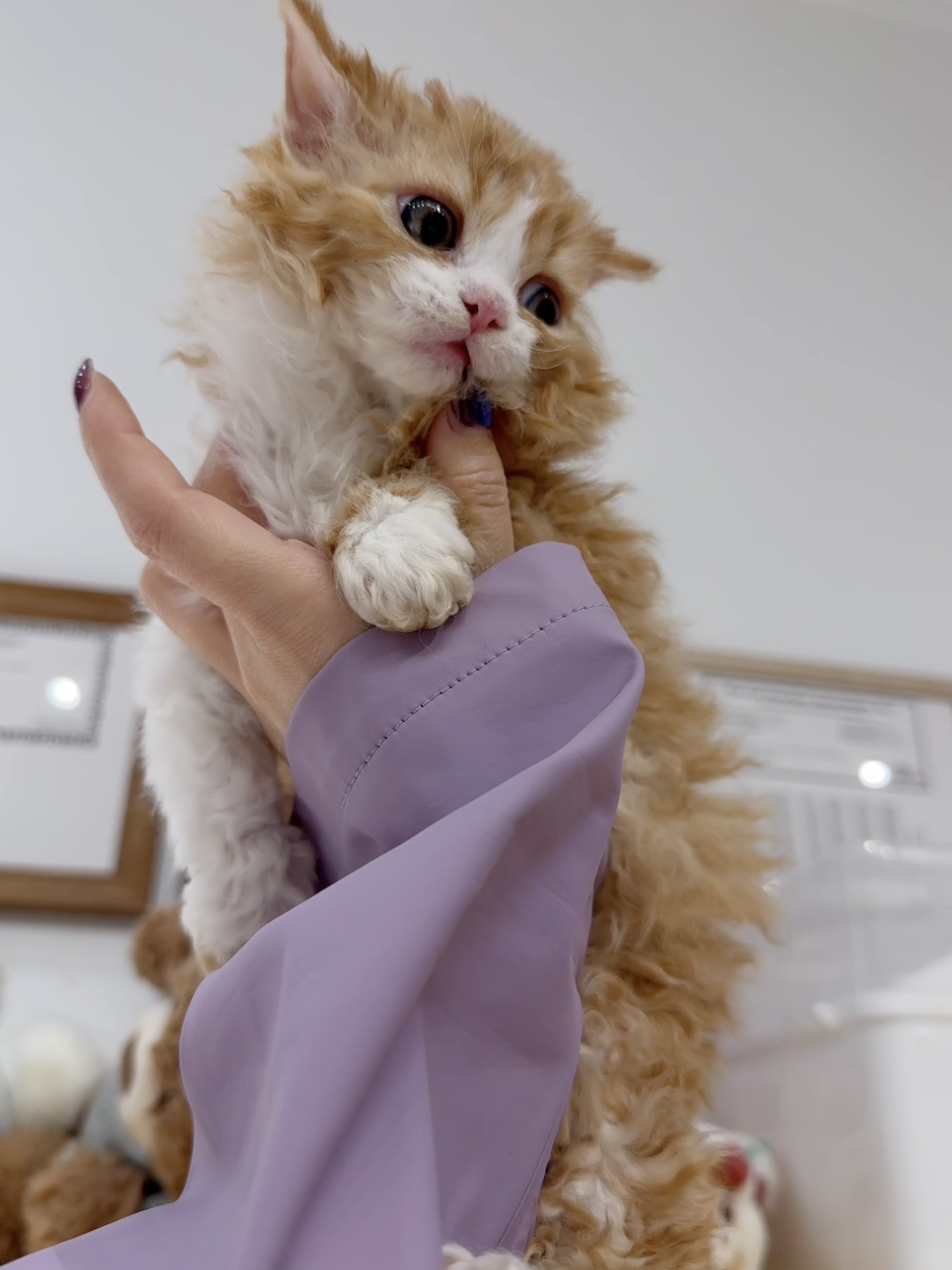 芬达（红白） 照片 4