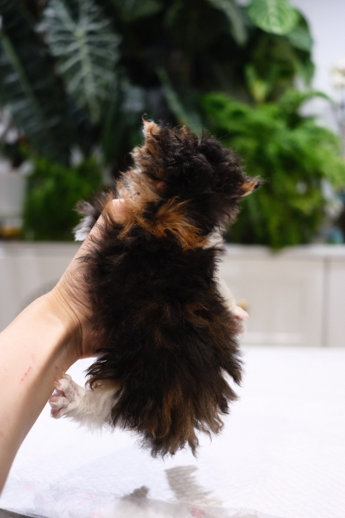 Mochi（黑三花） 照片 4