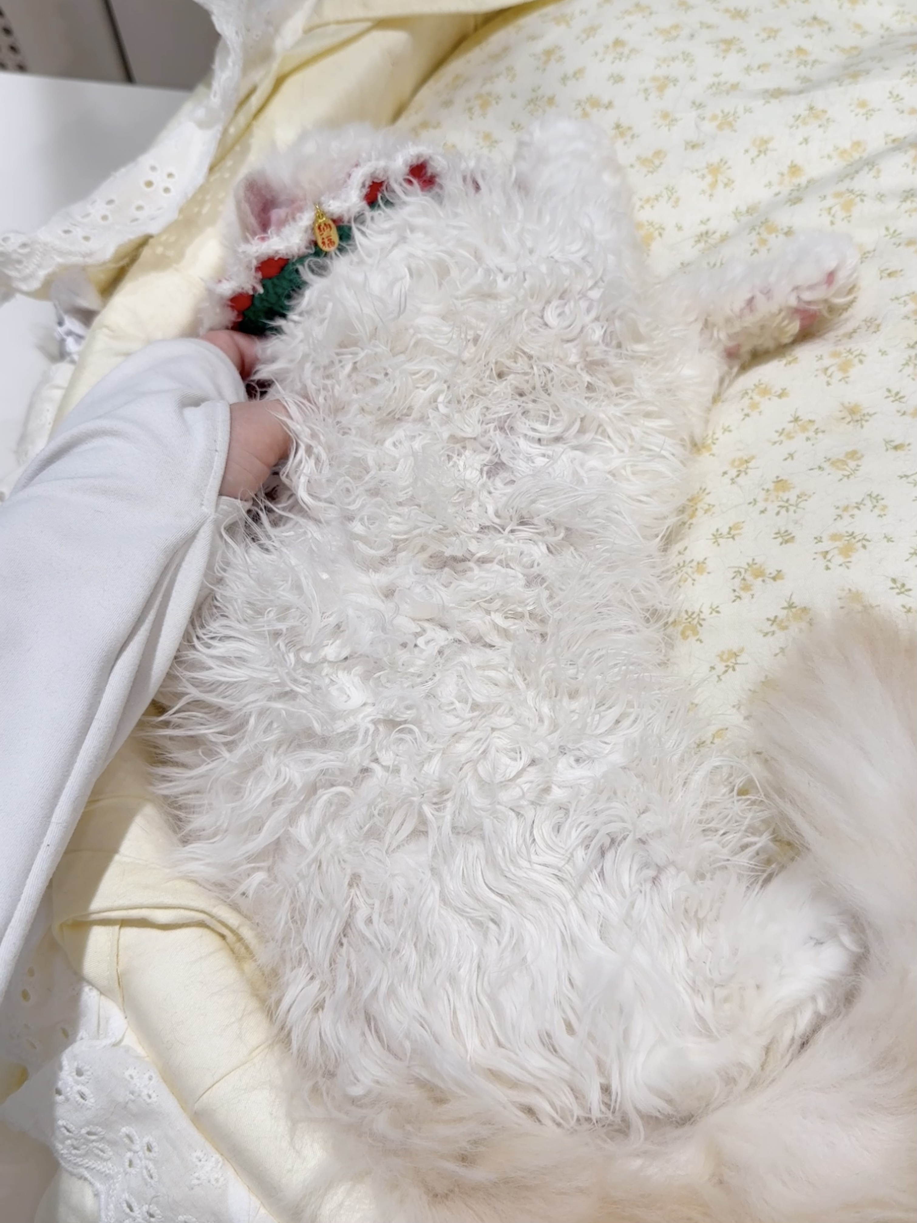 佑佑（火焰色/红重点加白） 照片 6