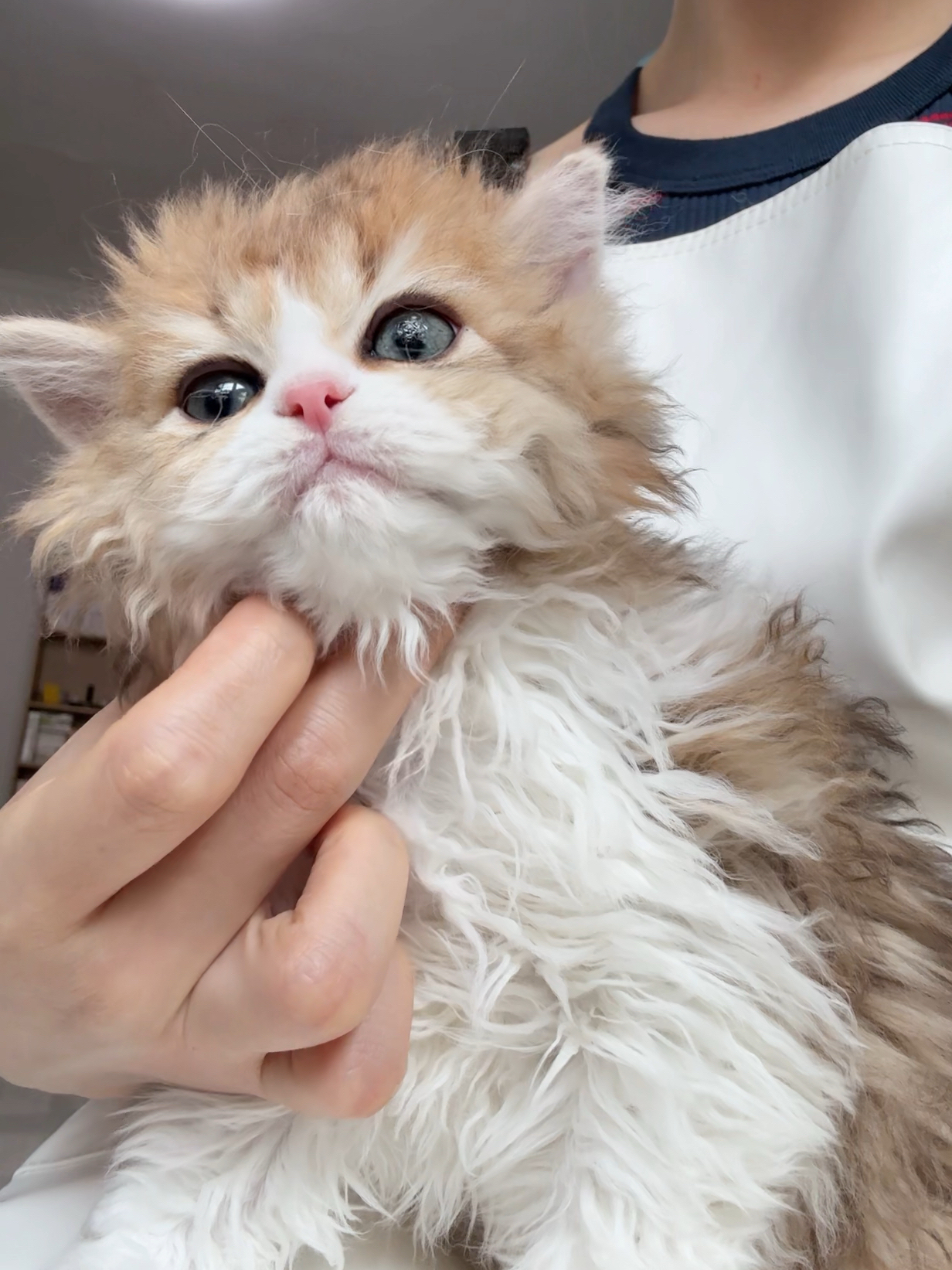 元宝（金加白） 照片 2