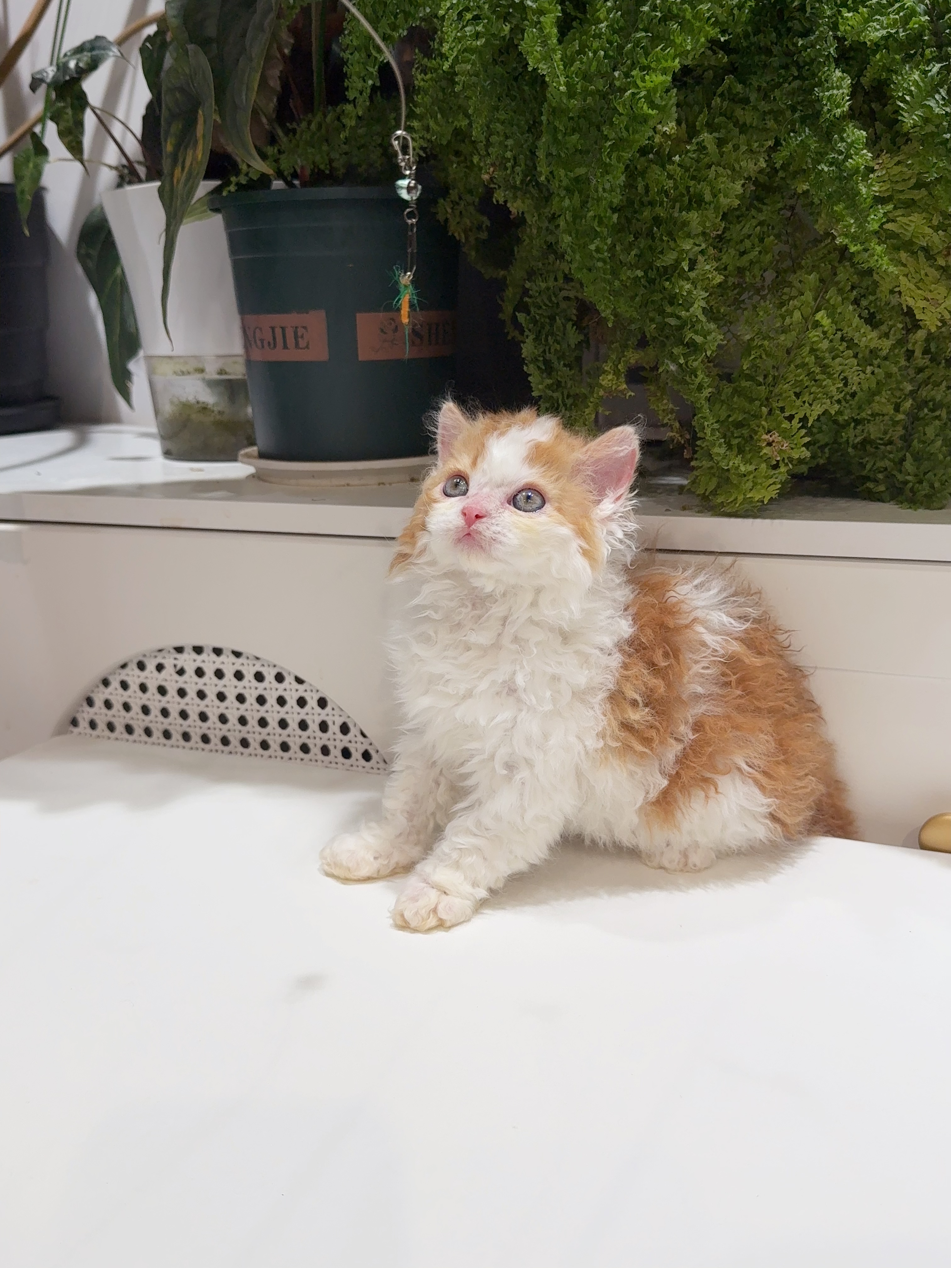 发糕（红白） 照片 3