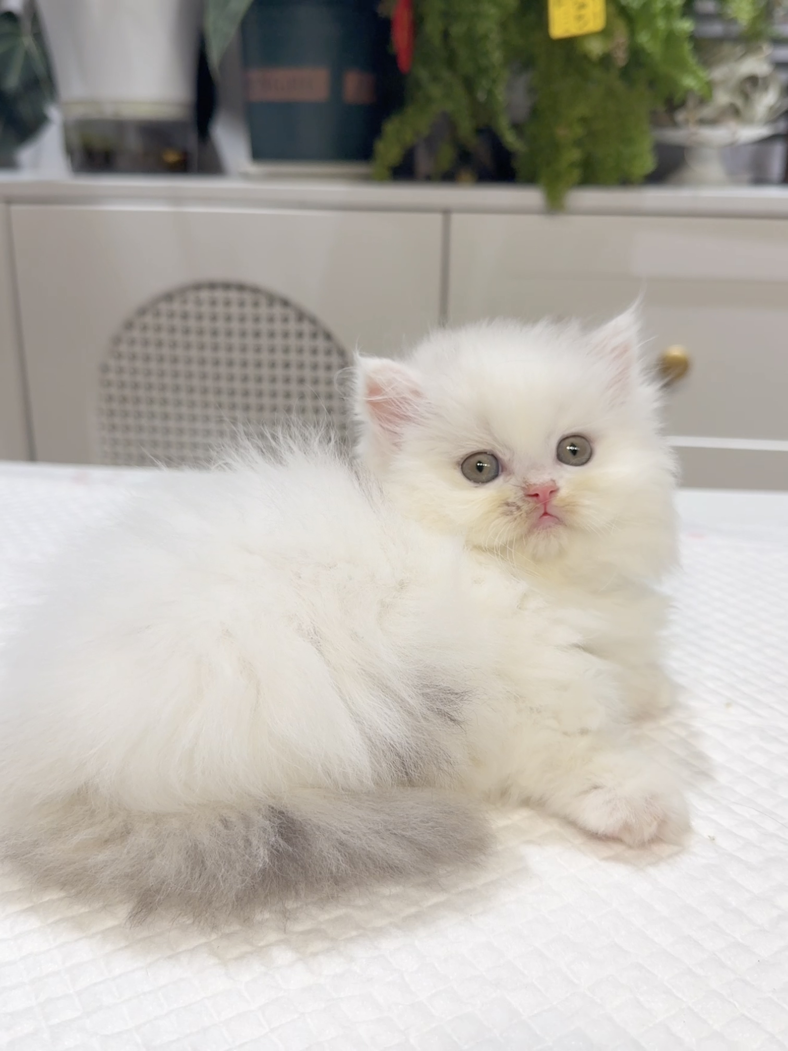 Kiri （银三花） 照片 4