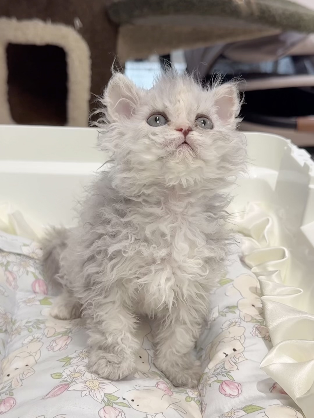 北京缪斯猫舍