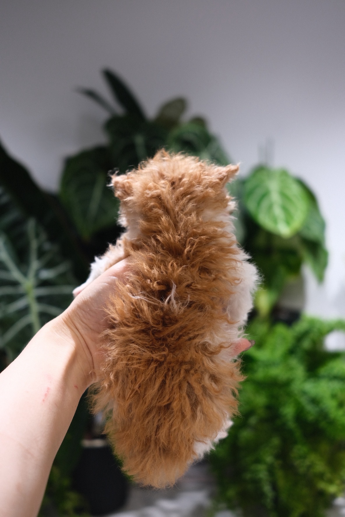 Hachi(红白) 照片 4