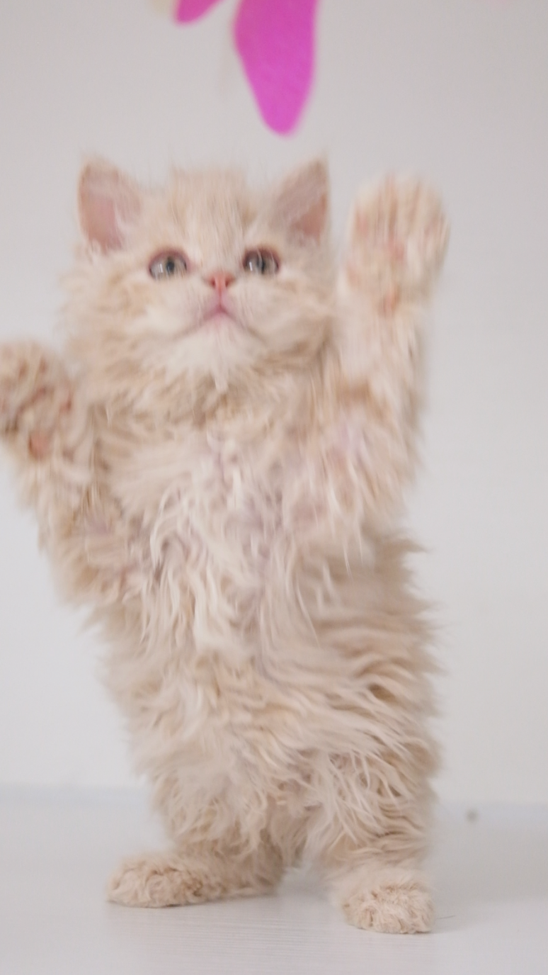 Yoyo （乳色） 照片 5