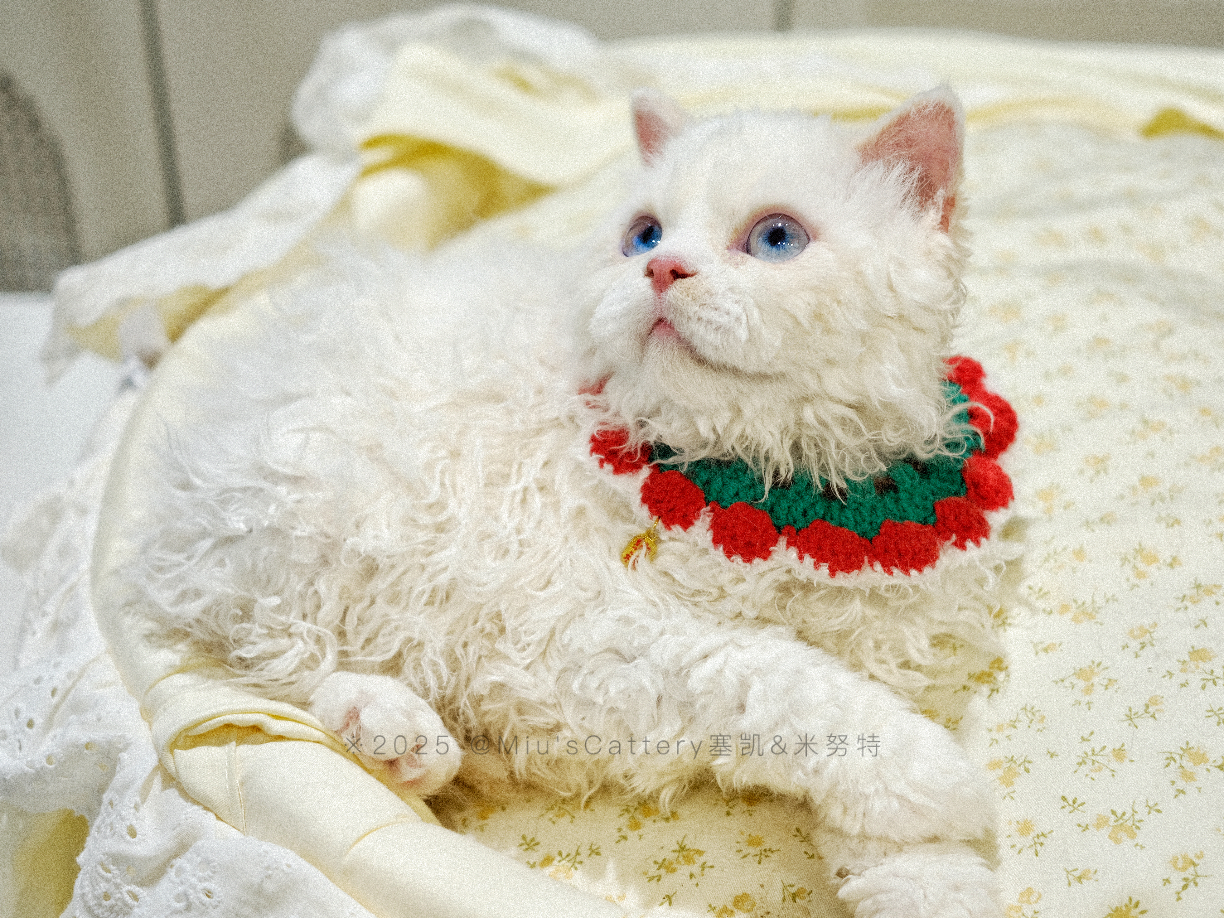 佑佑（火焰色/红重点加白） 照片 2