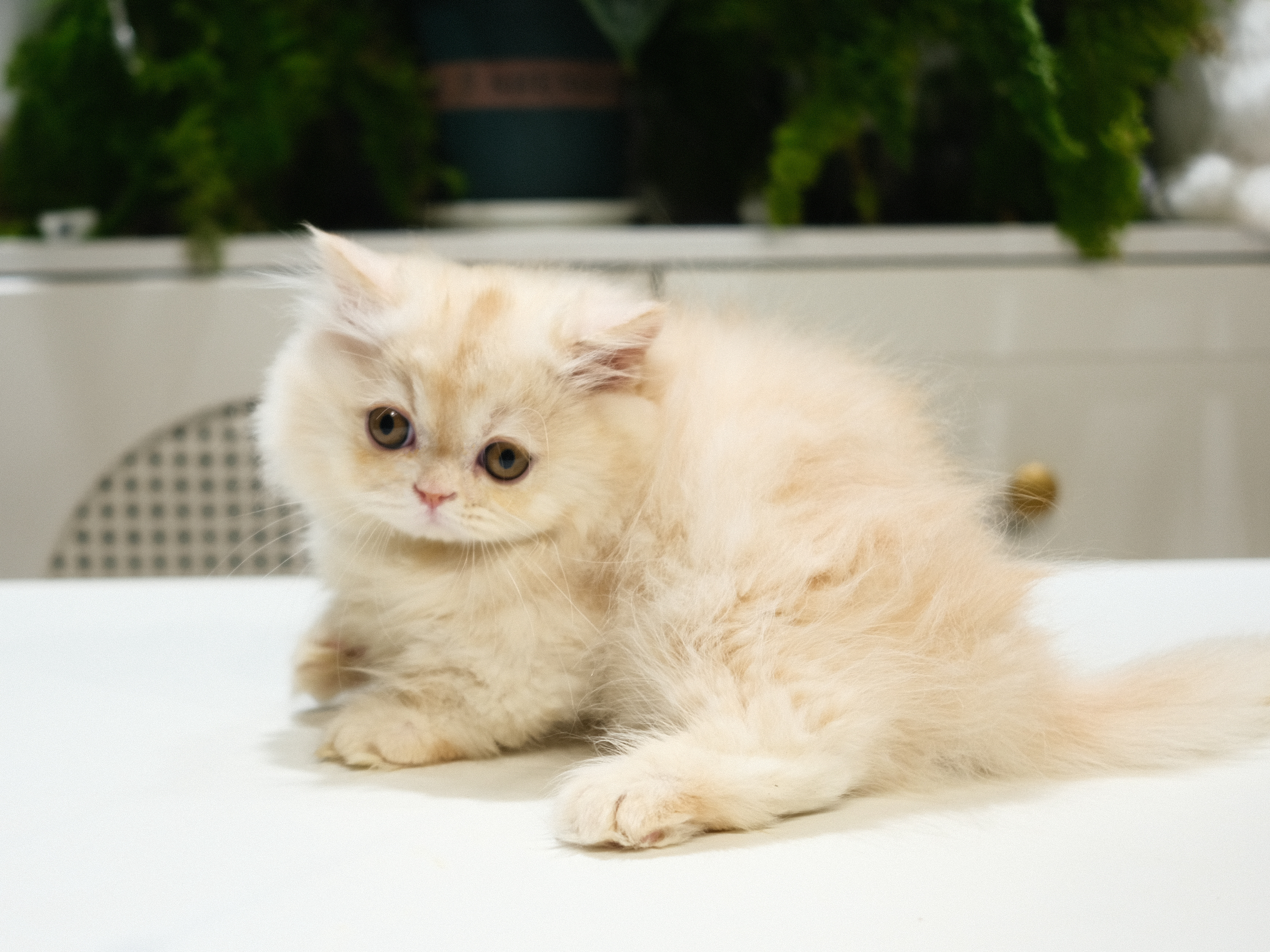 Toto （凯米尔色红） 照片 1