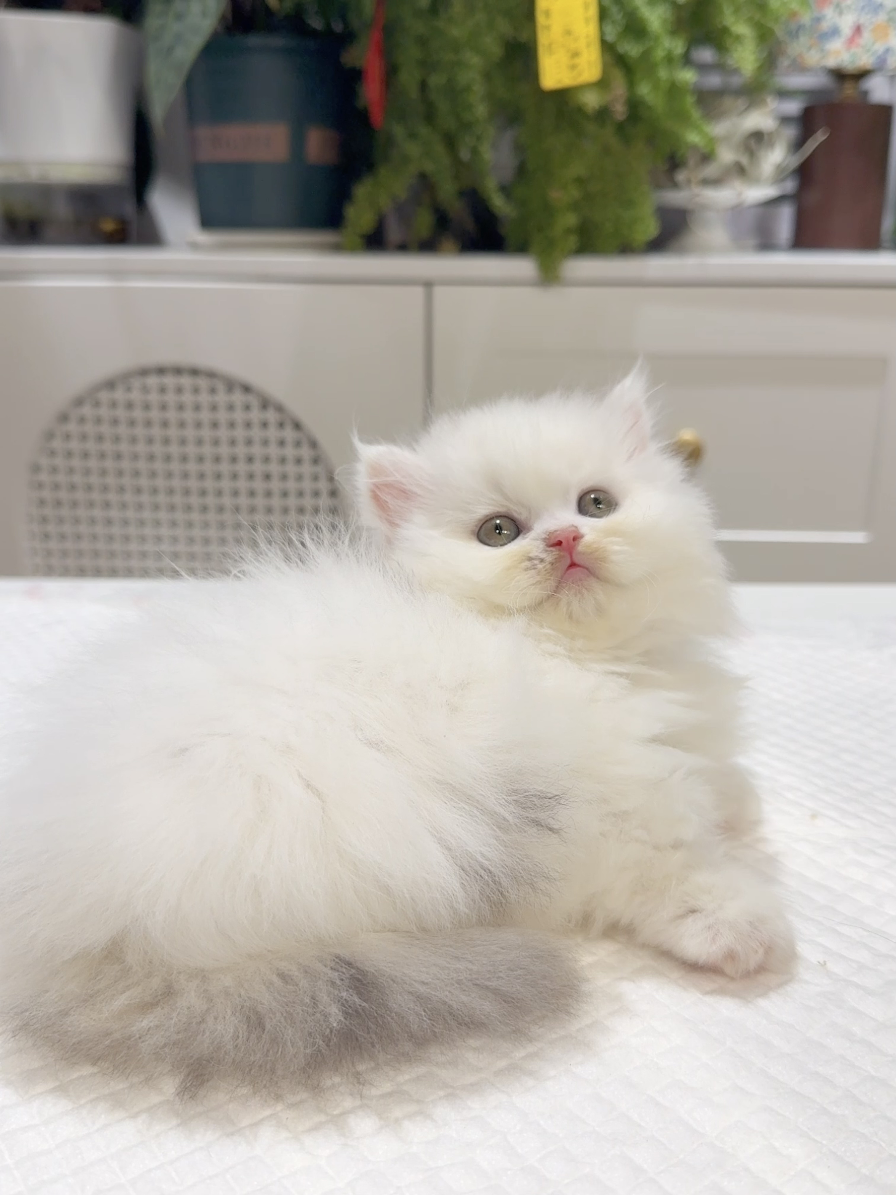 Kiri （银三花）