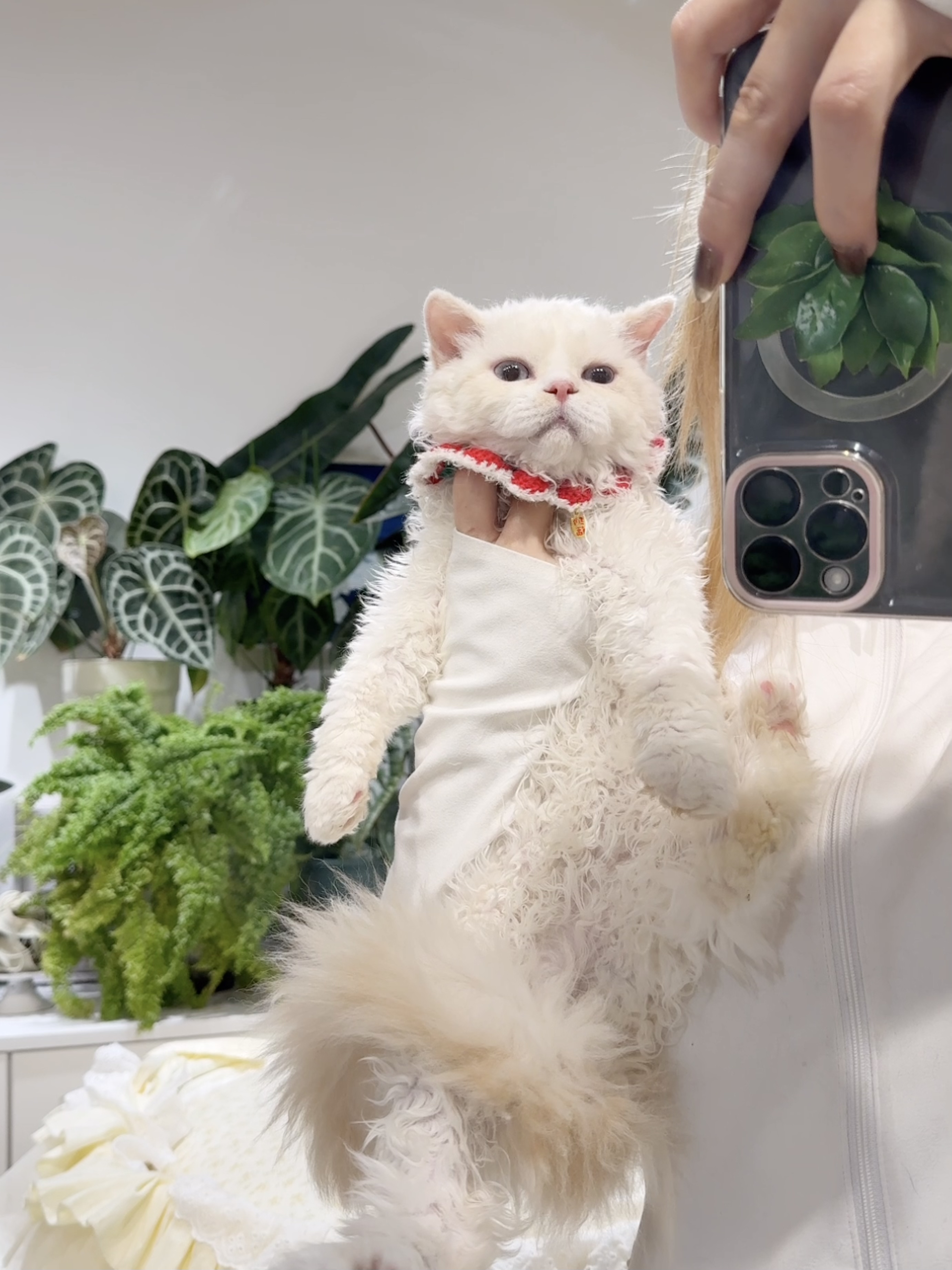 佑佑（火焰色/红重点加白） 照片 3