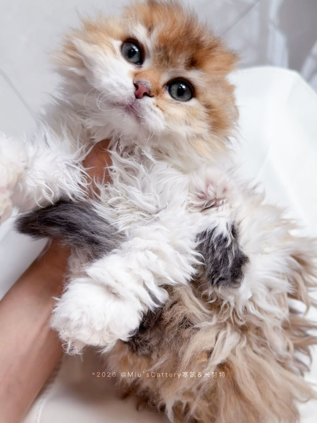 蛋挞（巧克力金加白） 照片 2