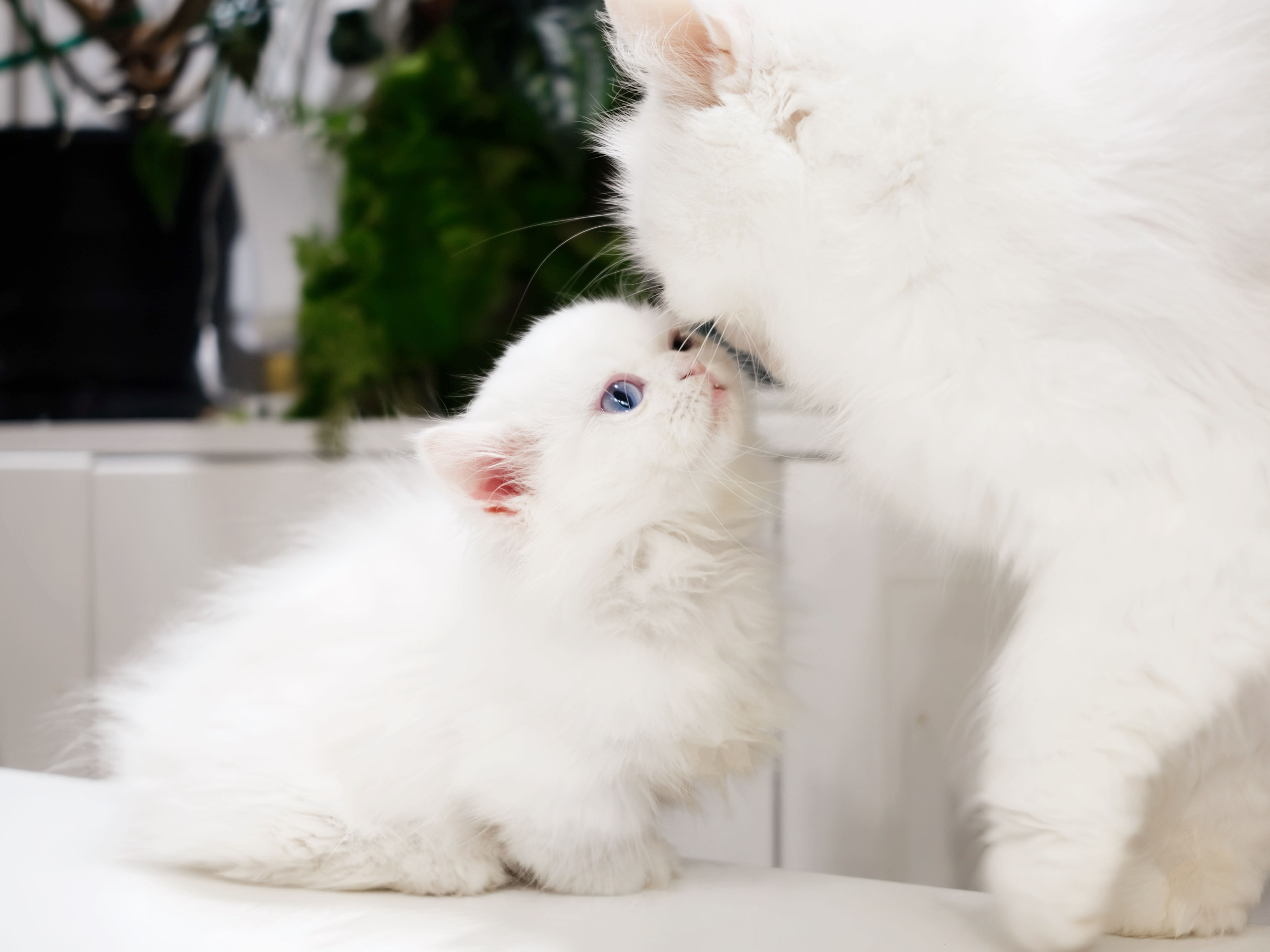 Lulu（纯白双蓝眼） 照片 1