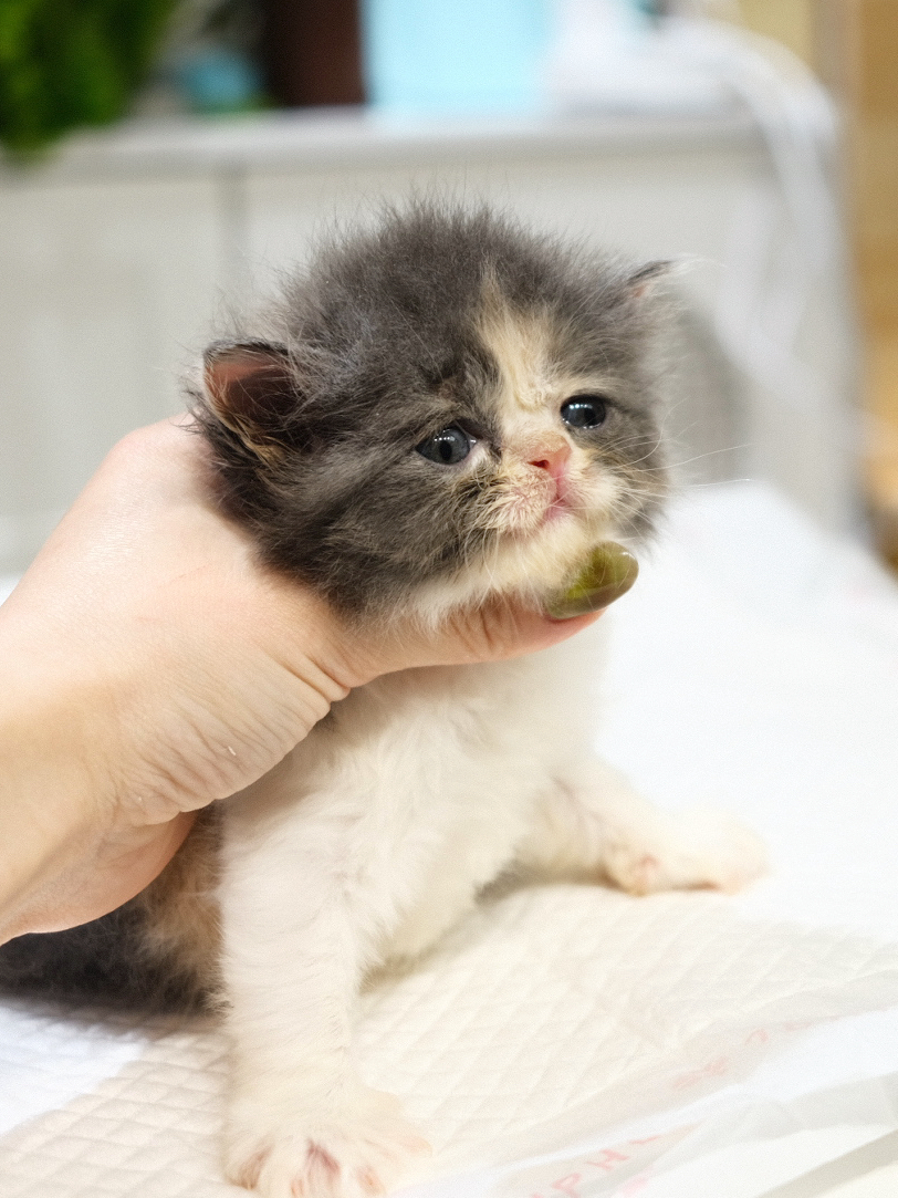 Molly（蓝三花）  照片 2