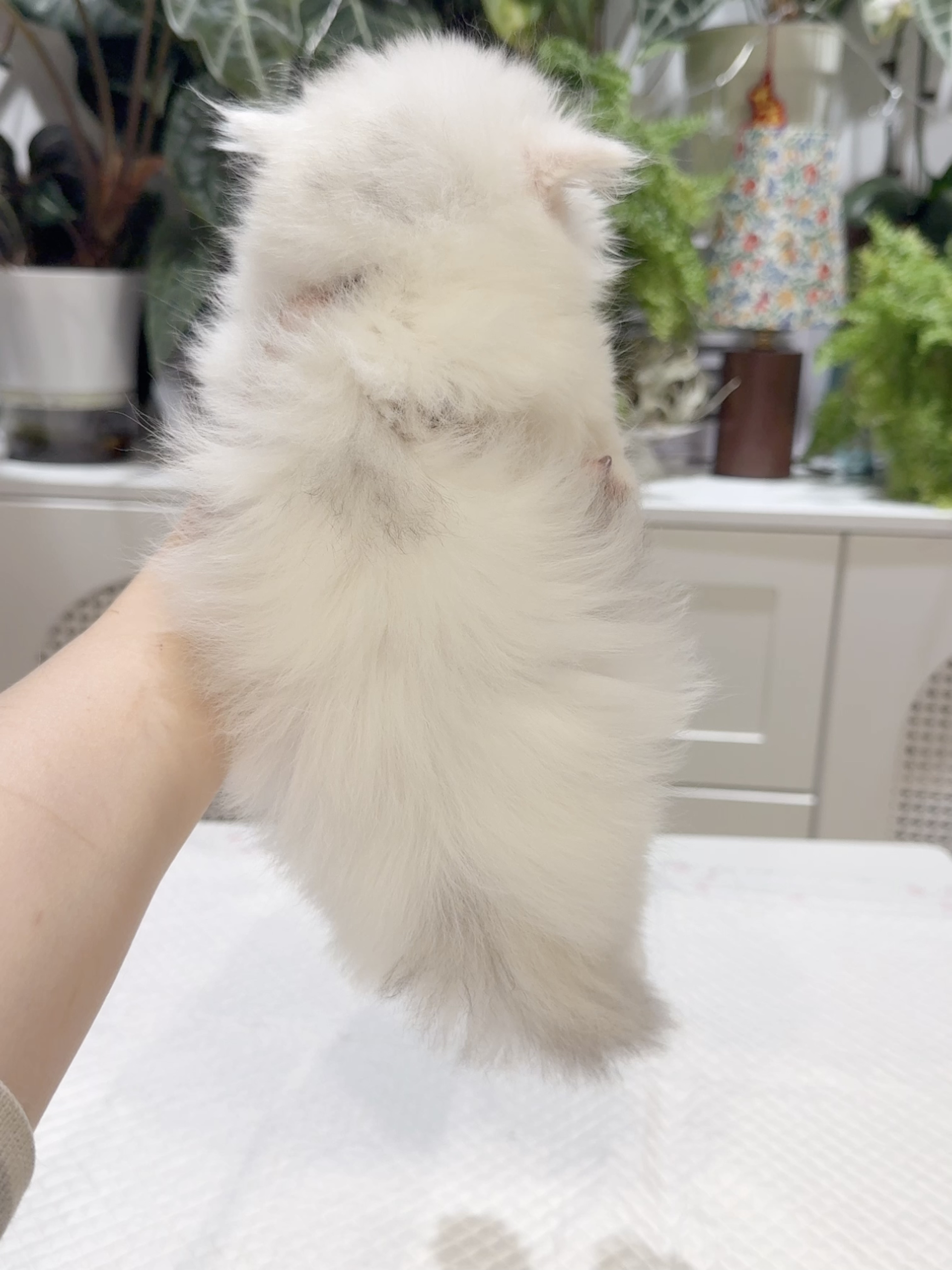 Kiri （银三花） 照片 6