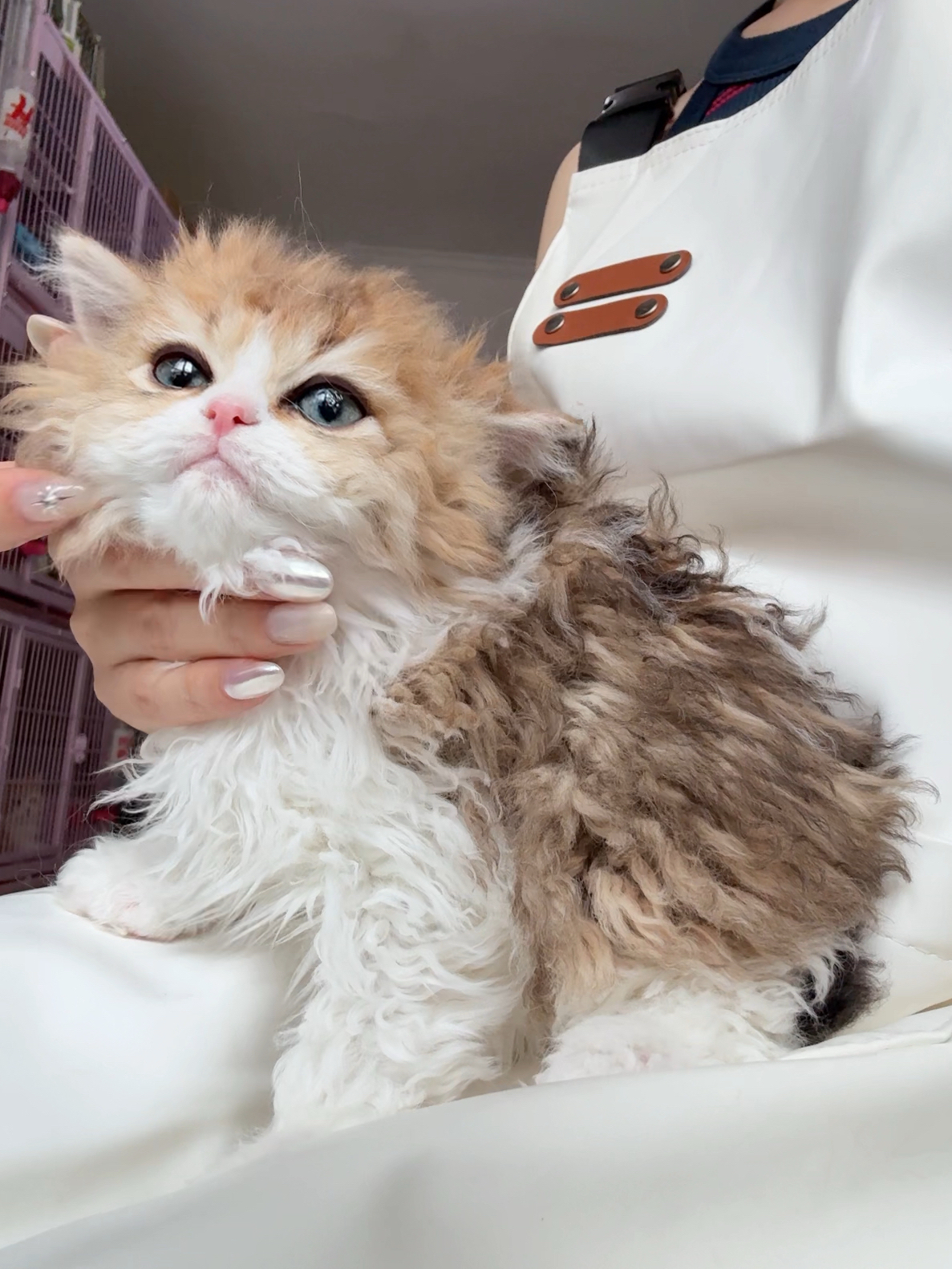 元宝（金加白）