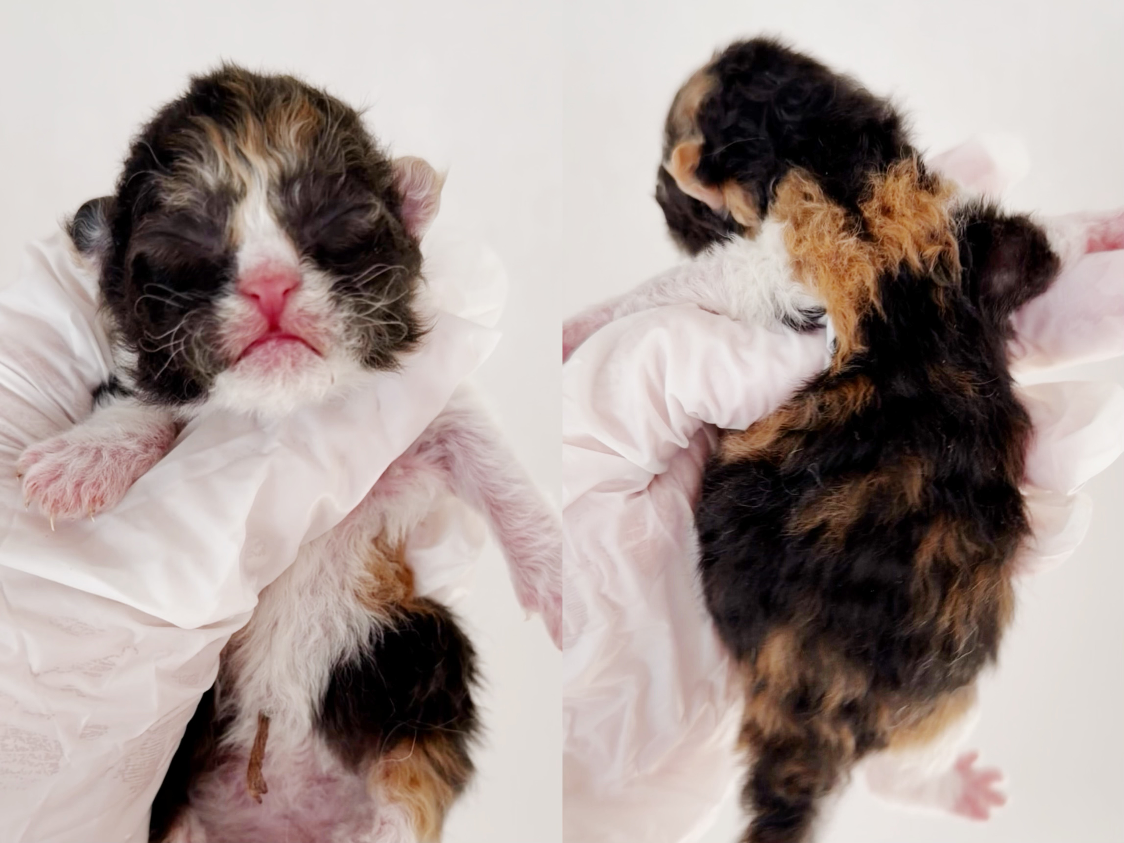 Mochi（黑三花） 照片 5