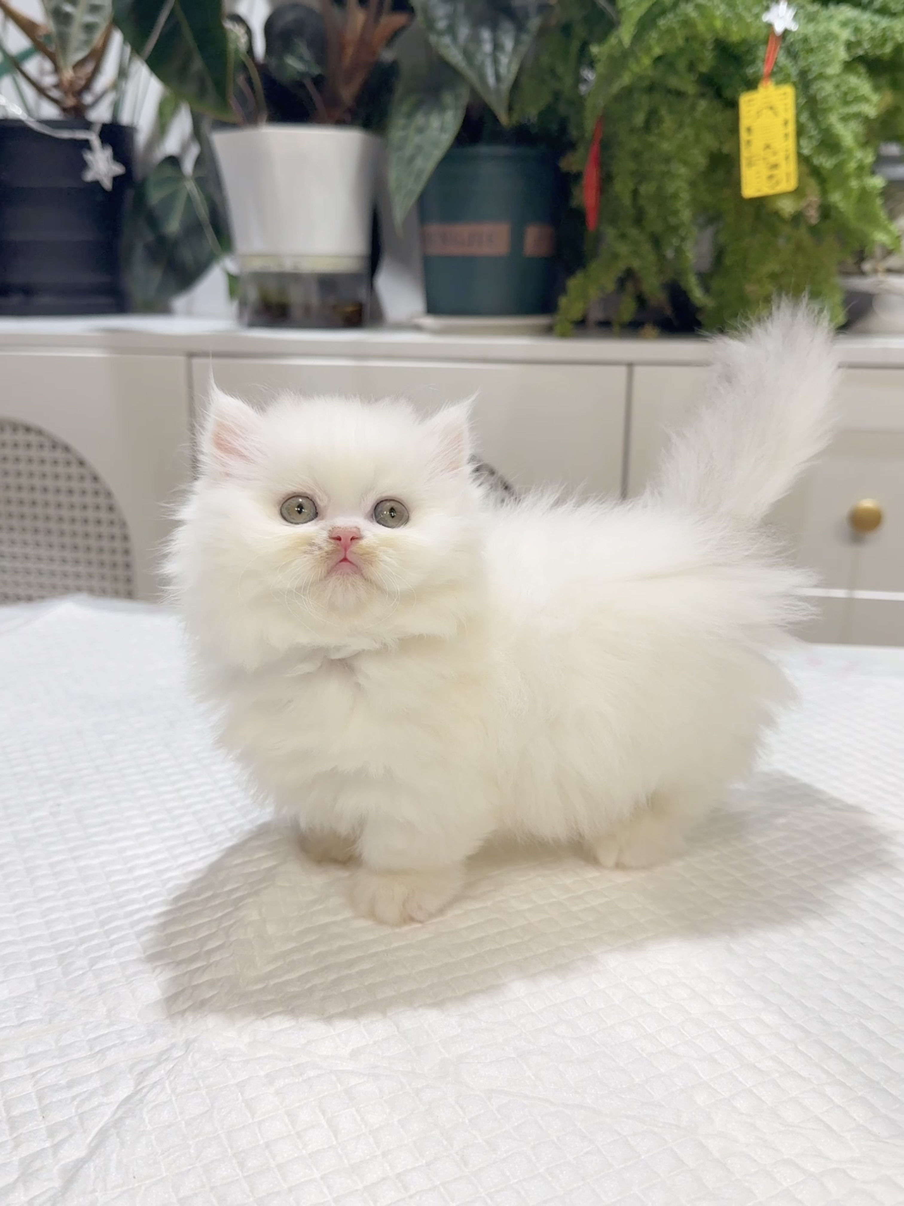 Kiri （银三花） 照片 2