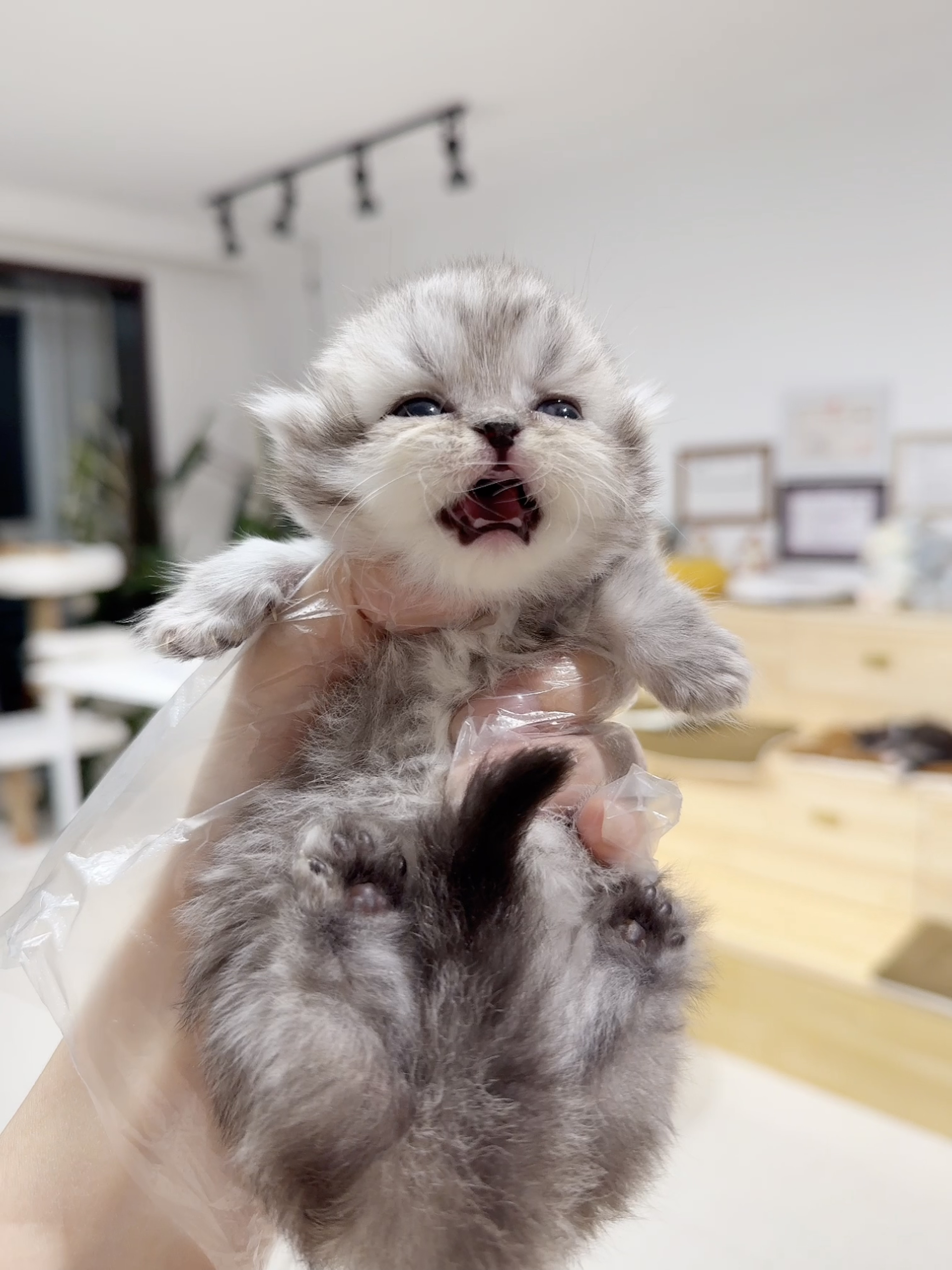 Nini （银色米努特） 照片 5