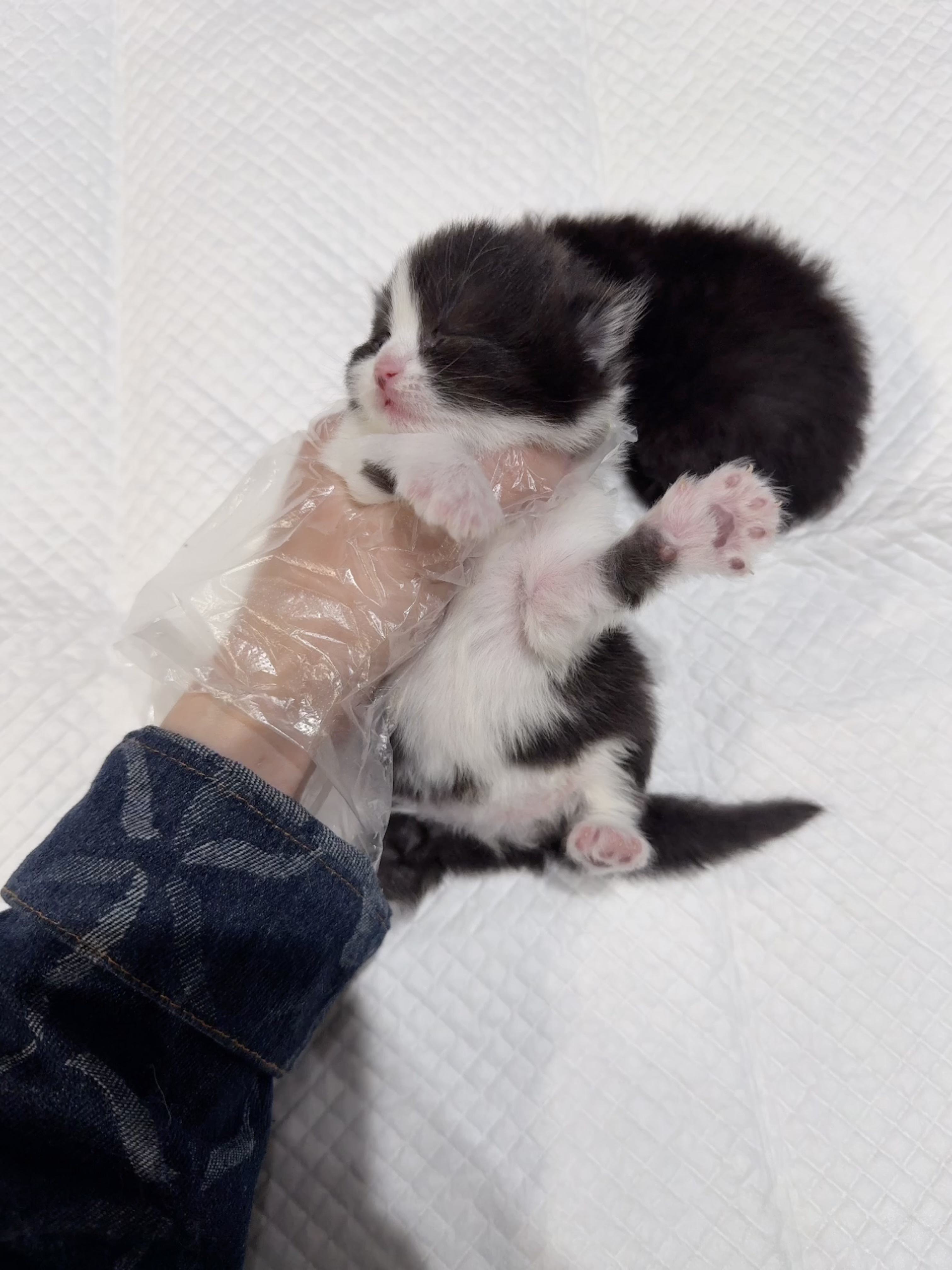 狗剩（黑白） 照片 4