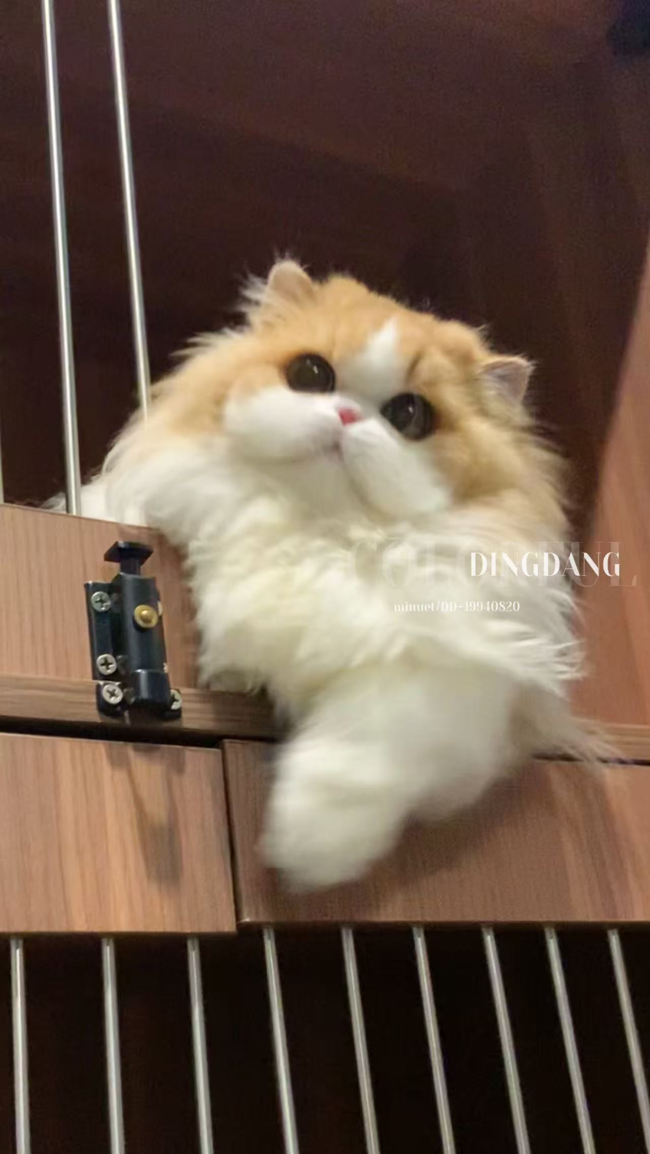 大王·BOSS