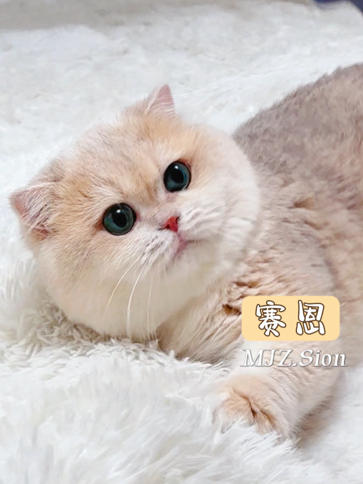 MJZ.Sion塞恩