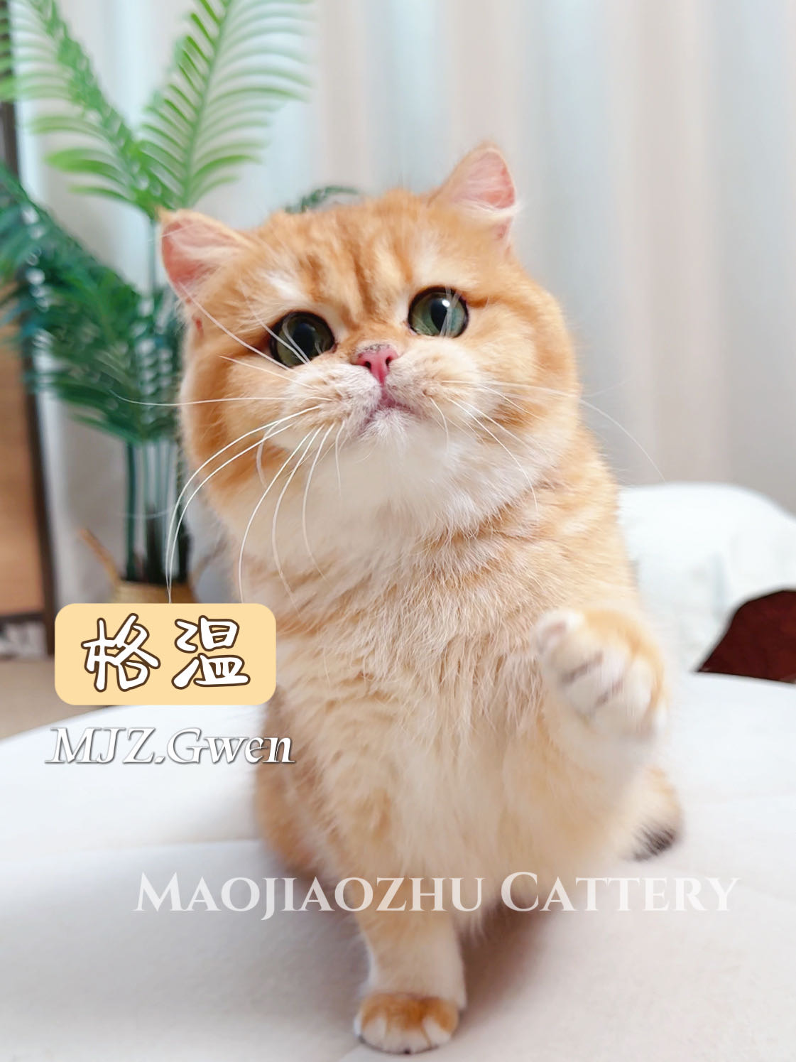 MJZ.Gwen格温