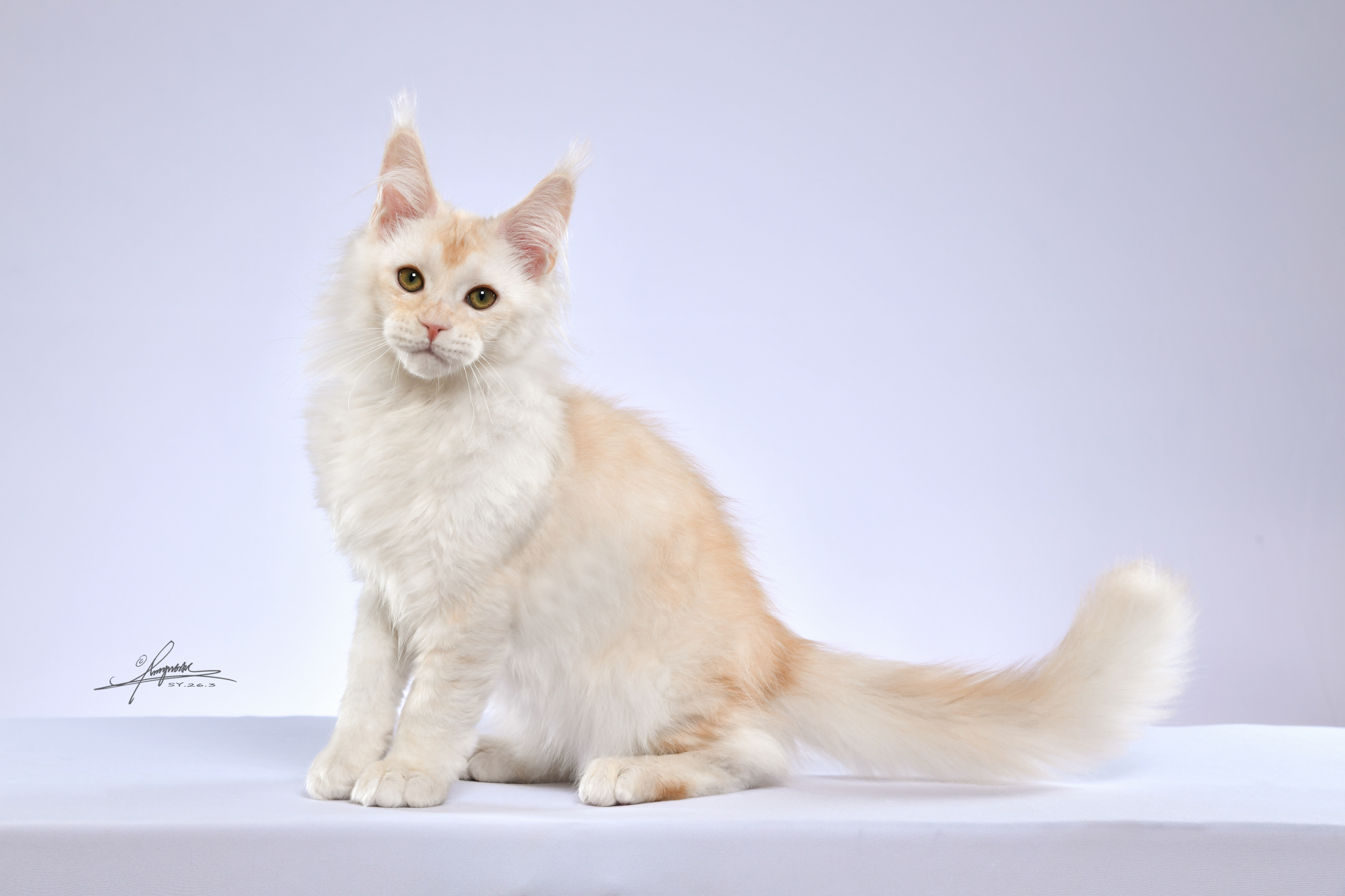 Polite Cat 缅因猫舍
