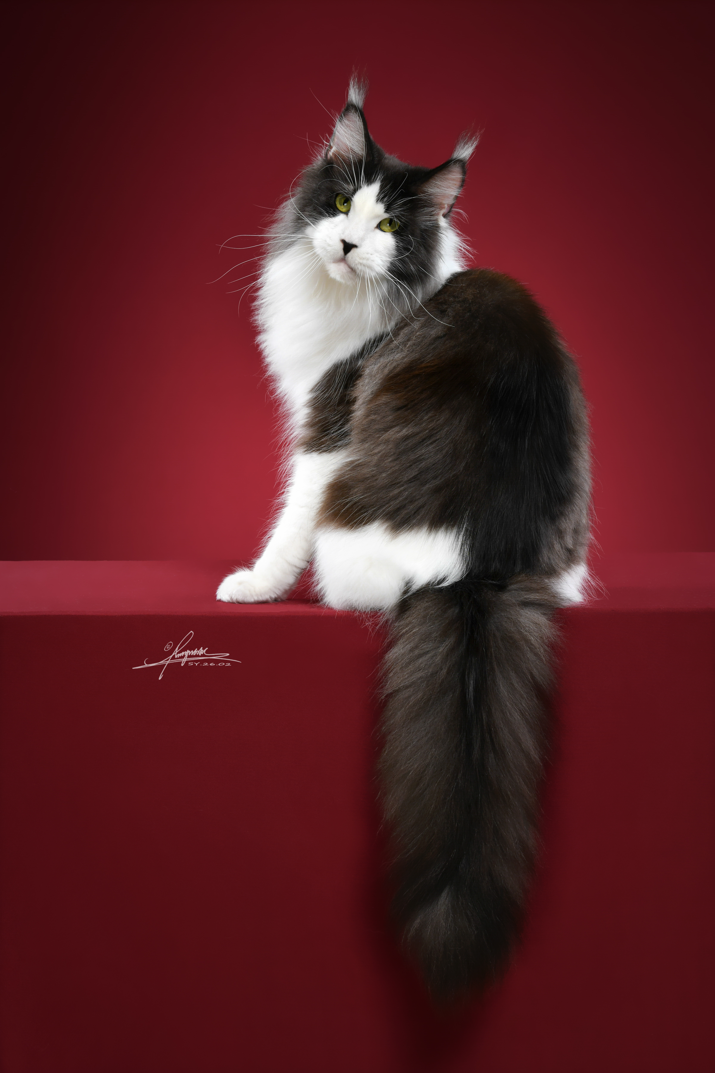 Alice