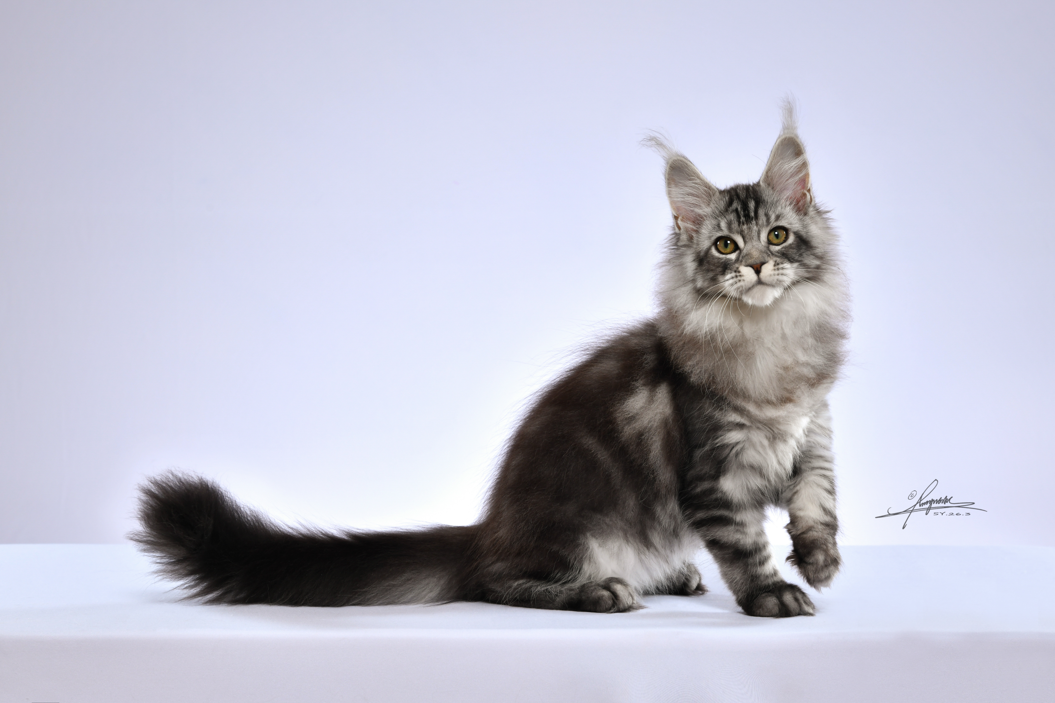Polite Cat 缅因猫舍