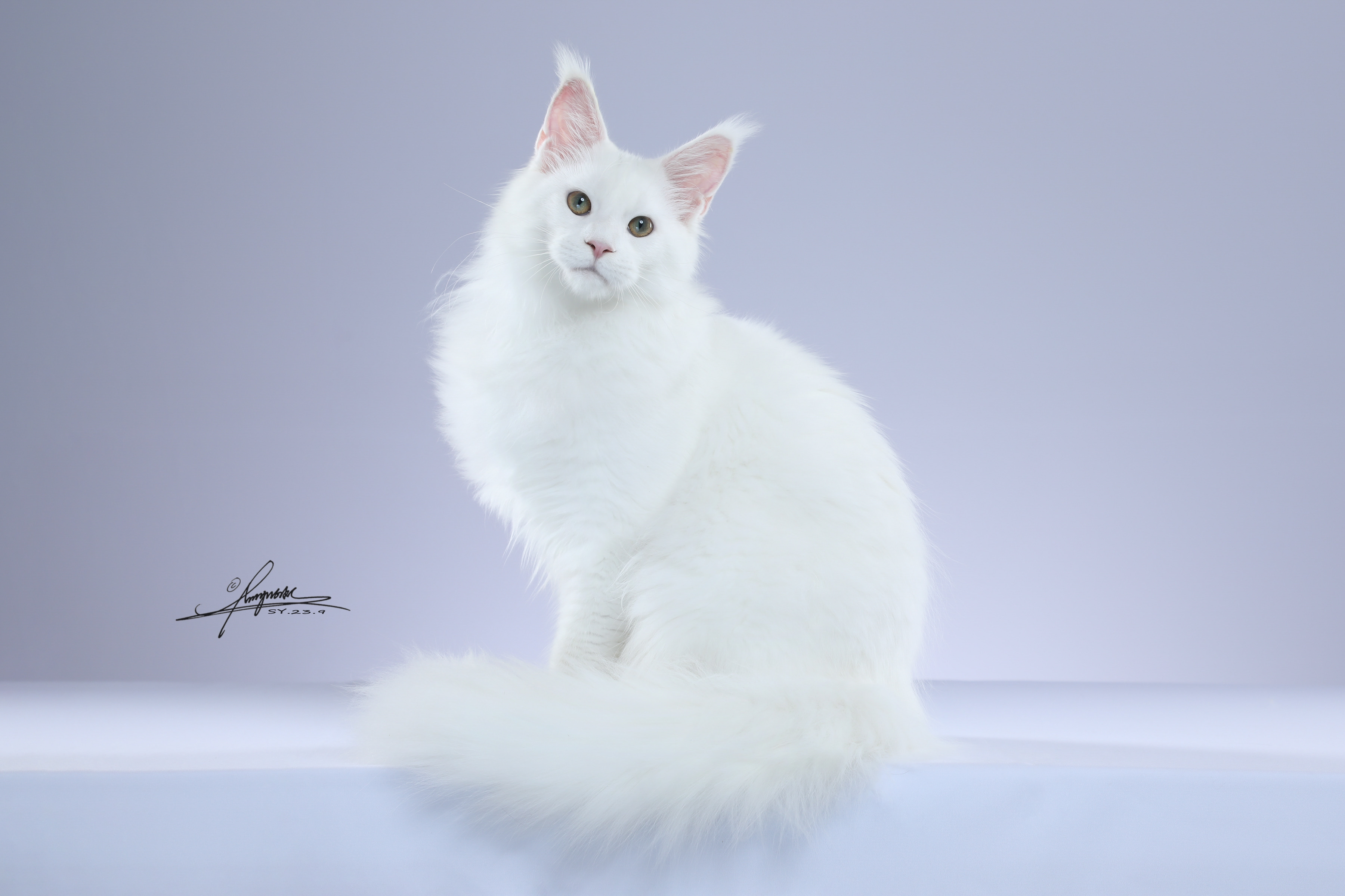 Nini - Porsche