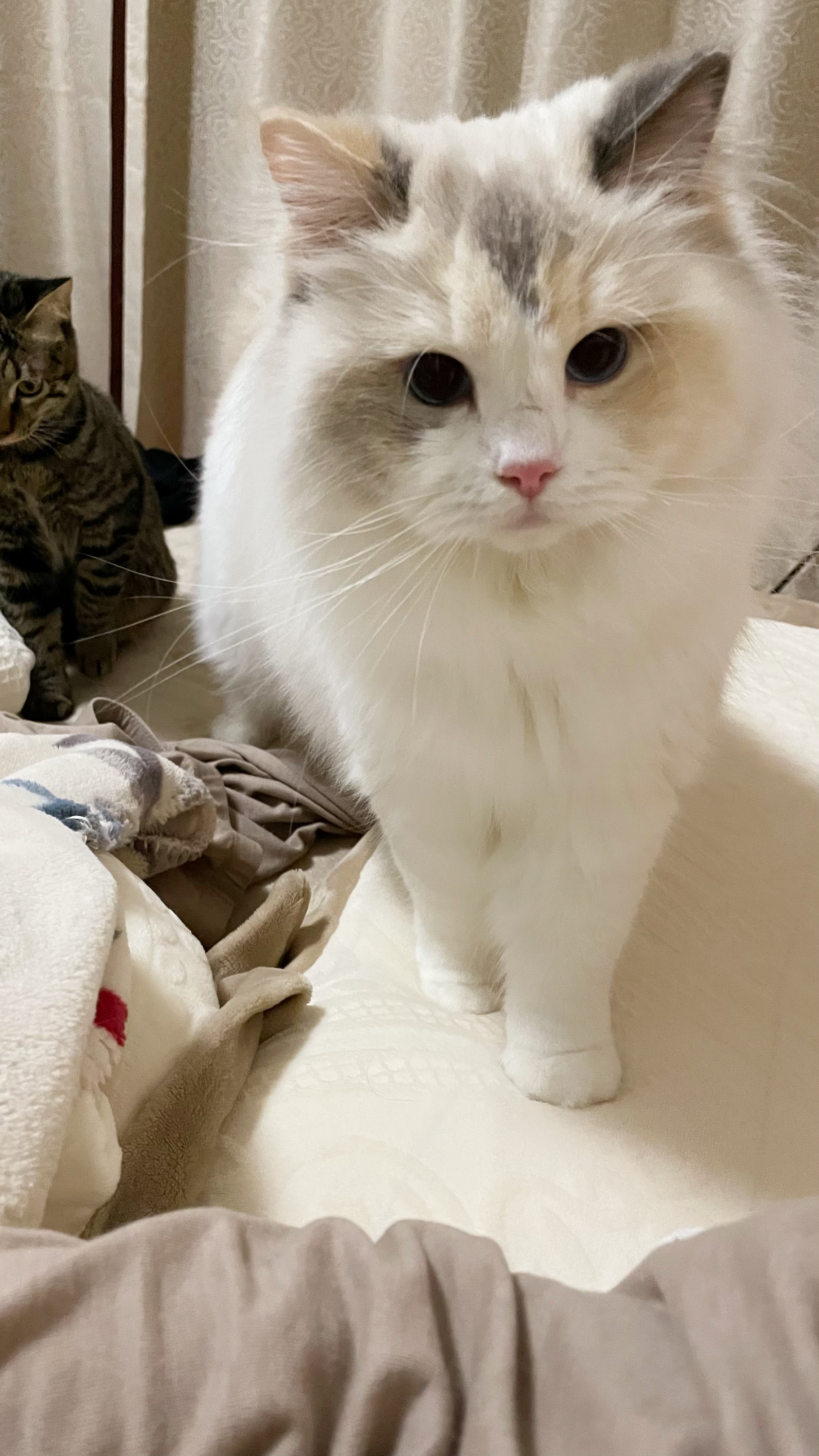 大毛绒