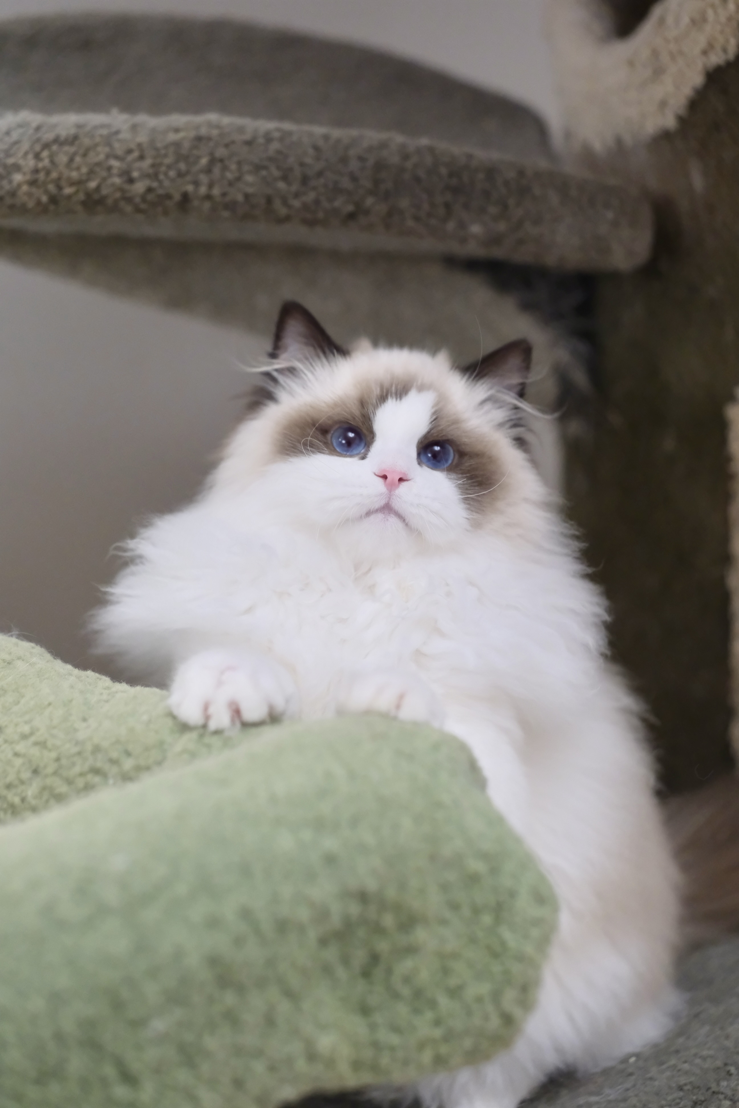 聪聪（小二丫红）