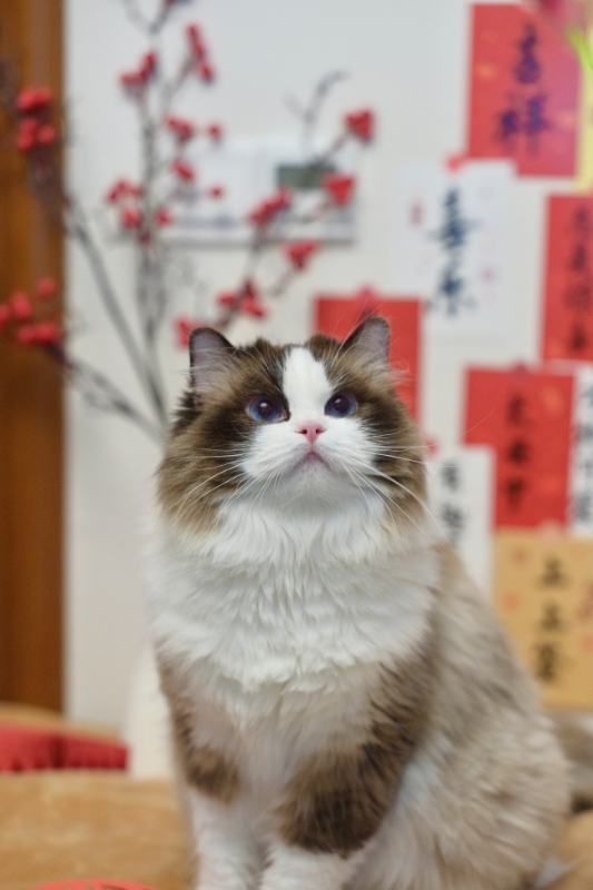 梦姑