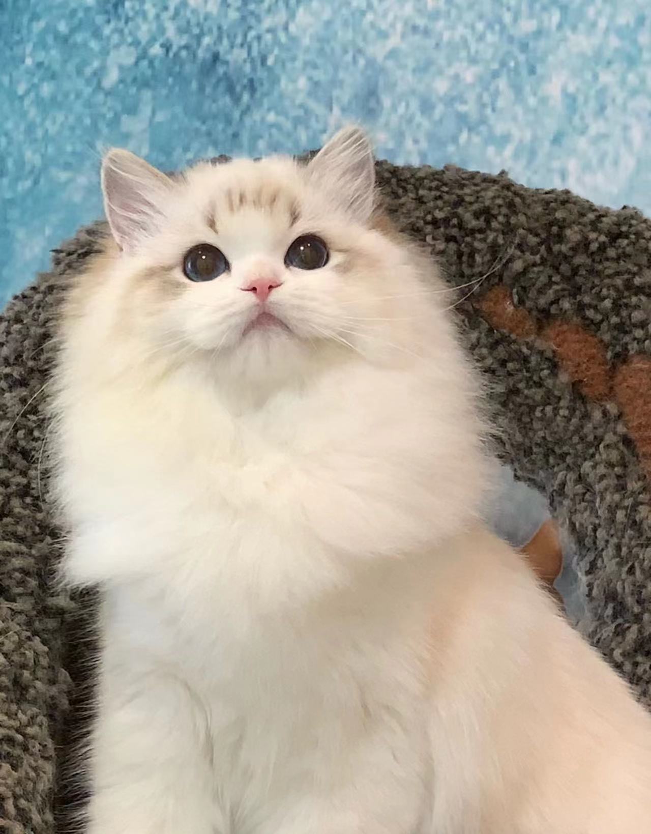 汤圆