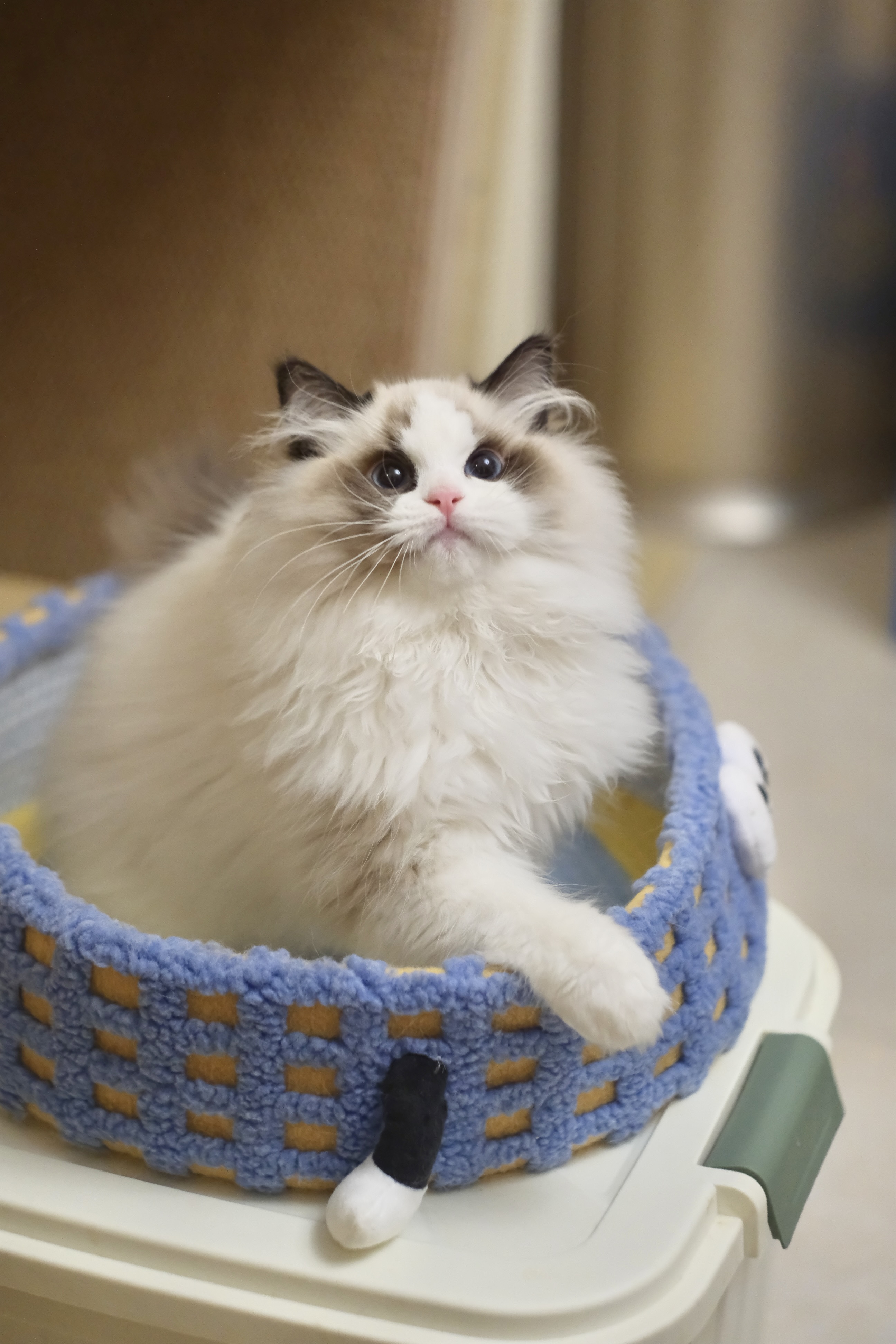 阿虎（甜菜紫）