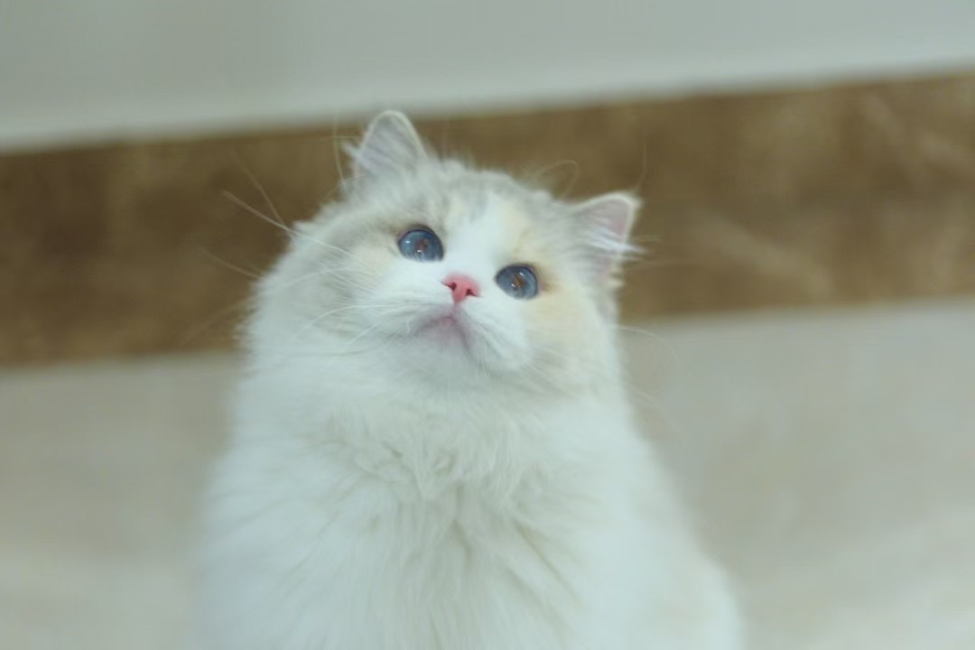 奶油