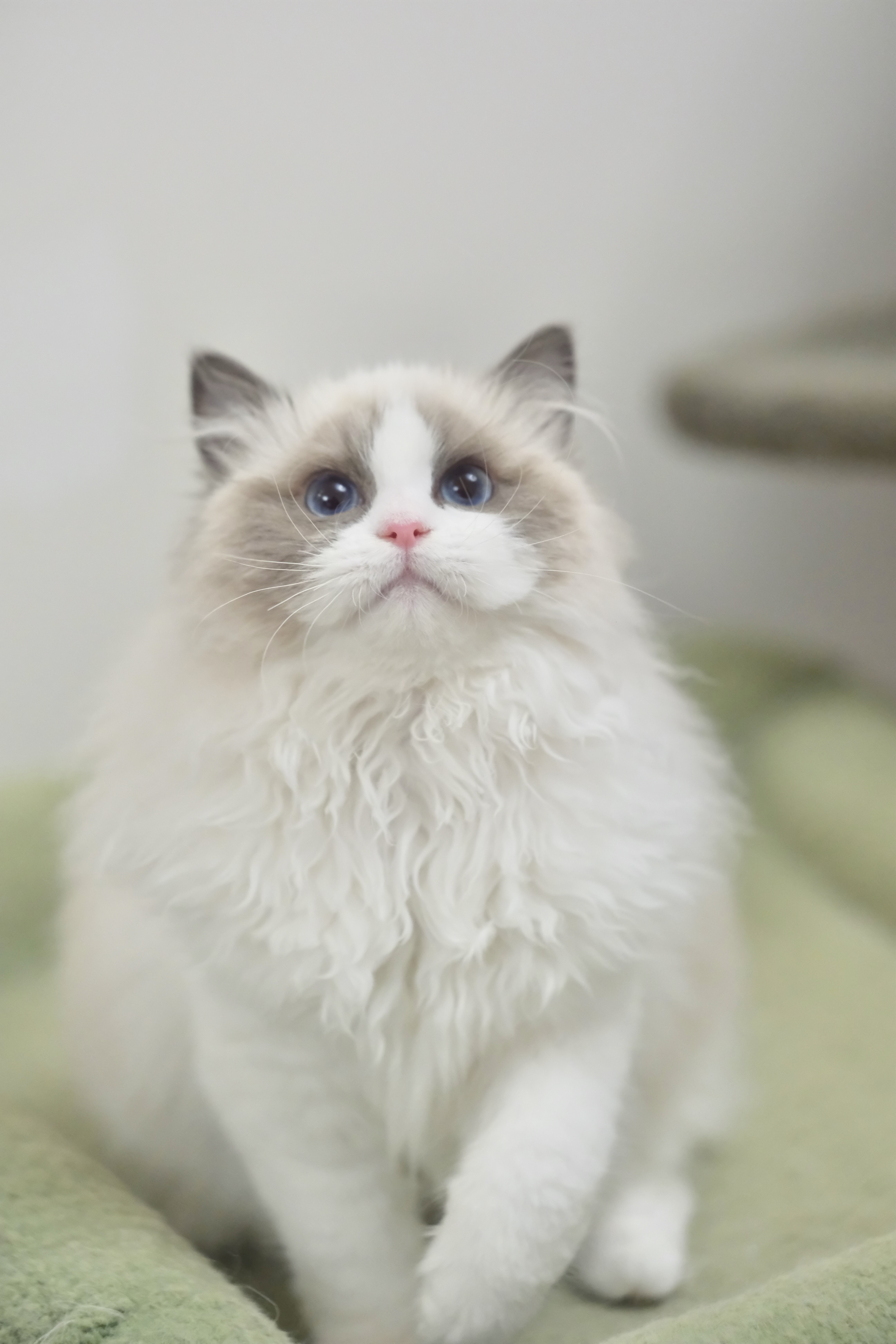 咯咯（小二丫粉）